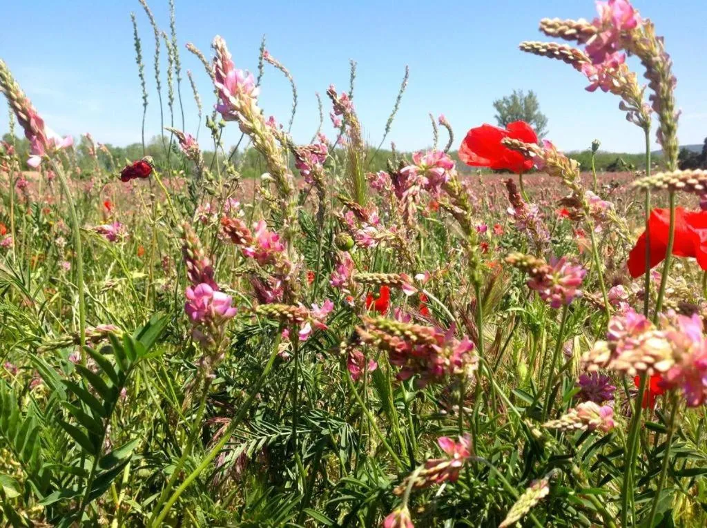Natural landscape in Château De Siran - Hôtel & Spa