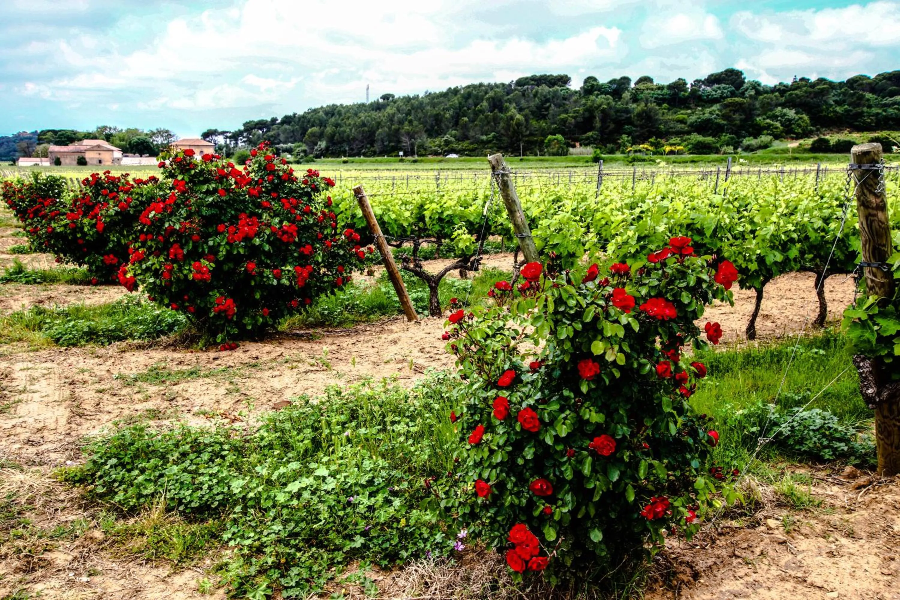 Natural landscape in Château De Siran - Hôtel & Spa