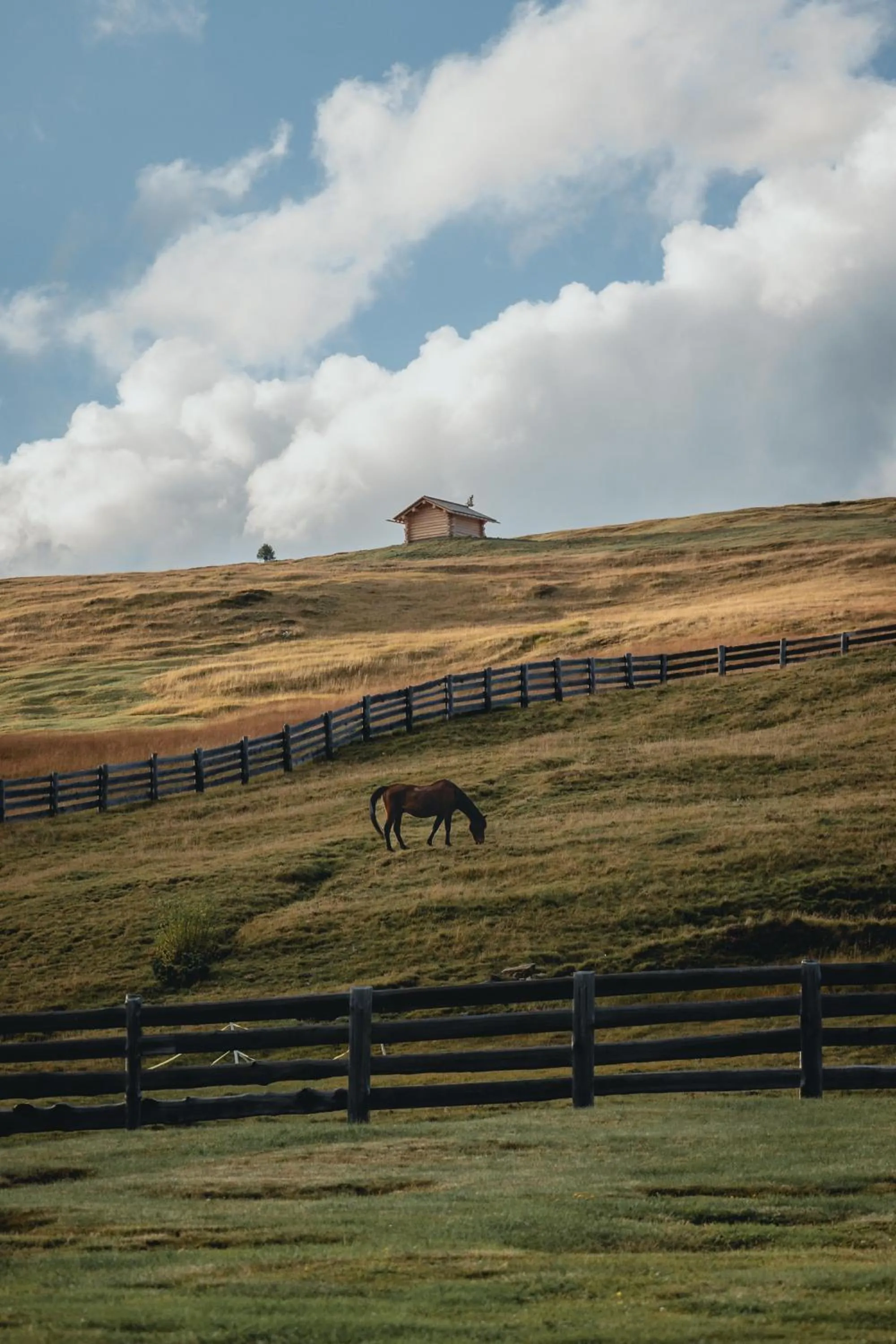 Animals in Ütia De Börz