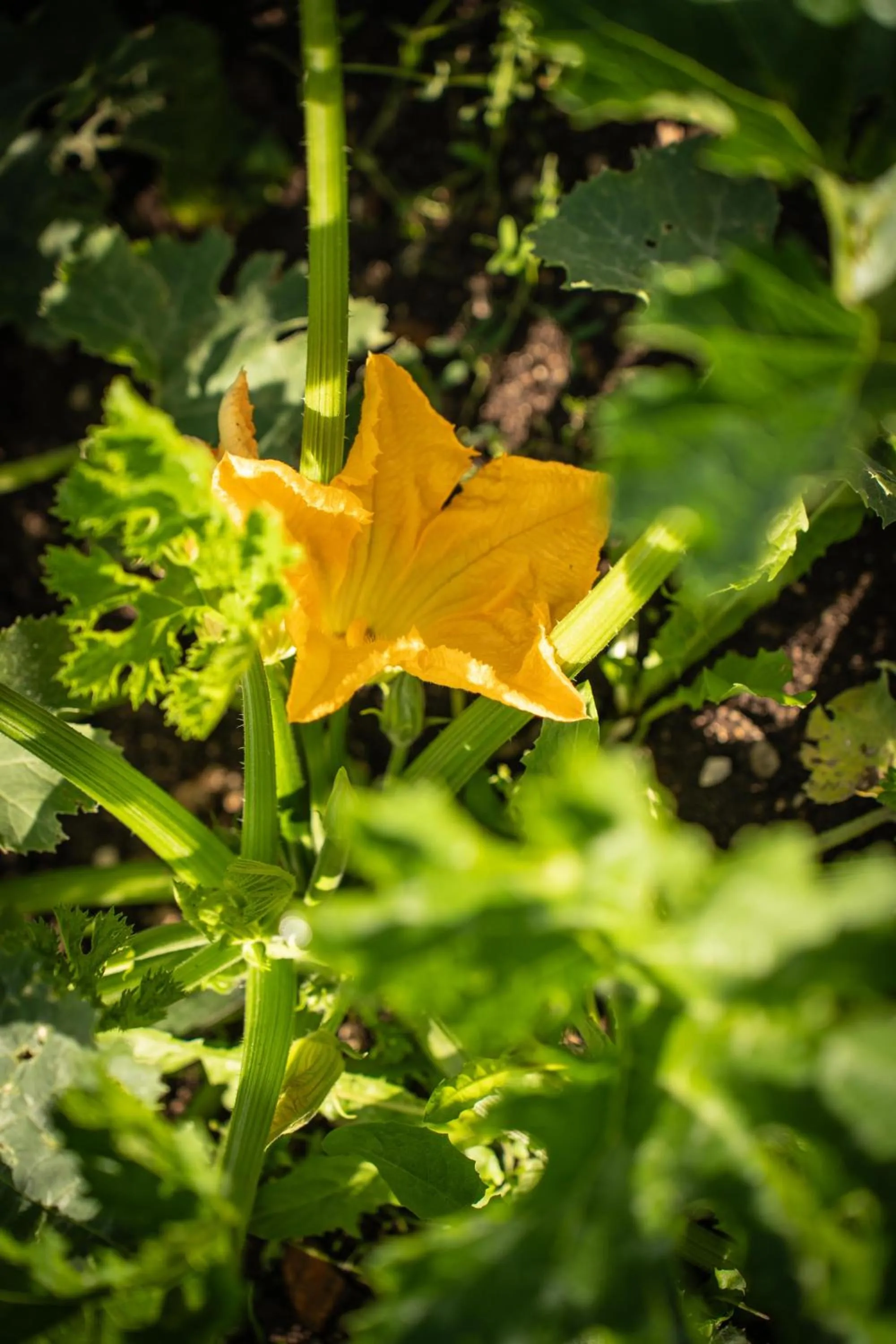Garden in Al Piccolo Hotel