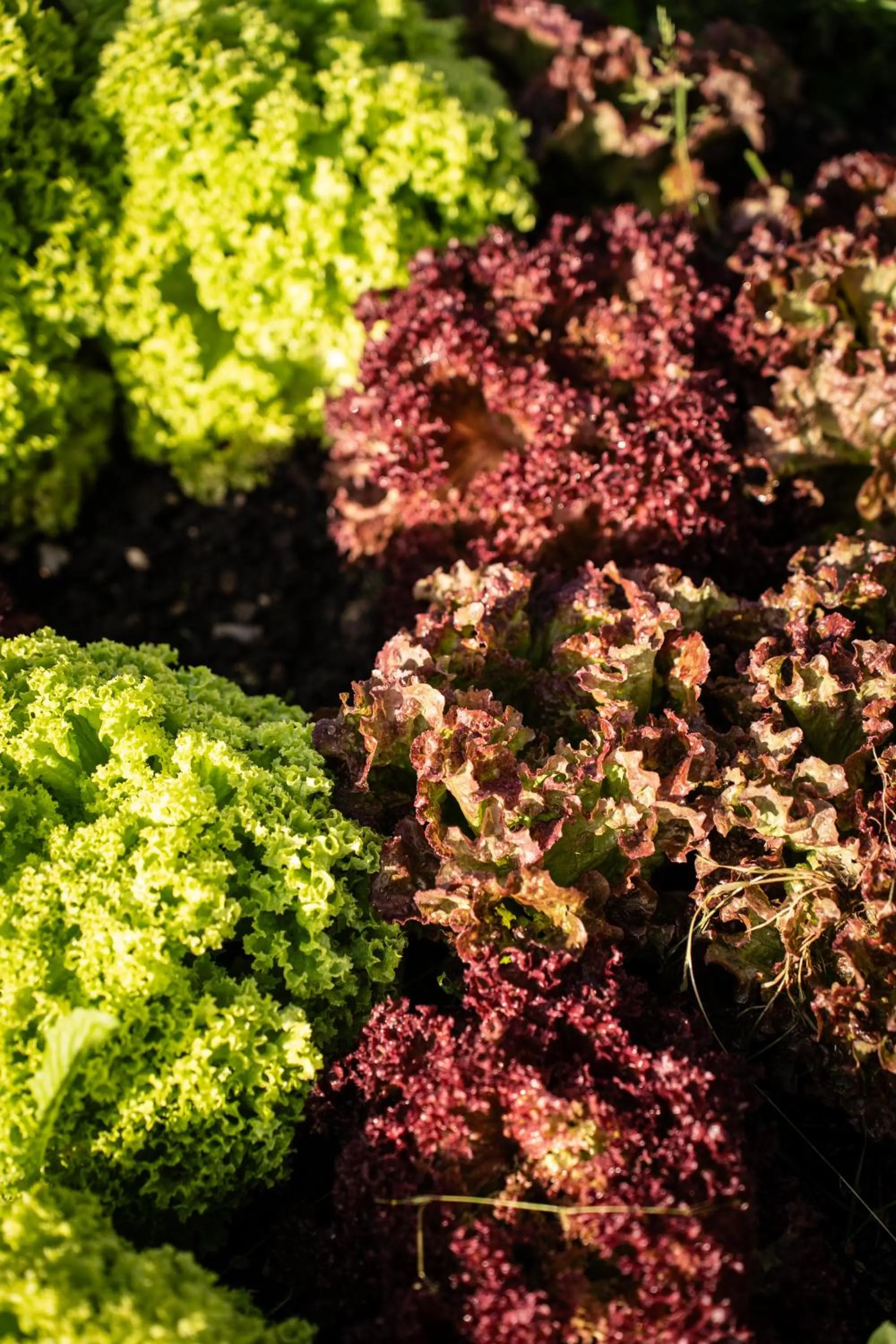 Garden in Al Piccolo Hotel