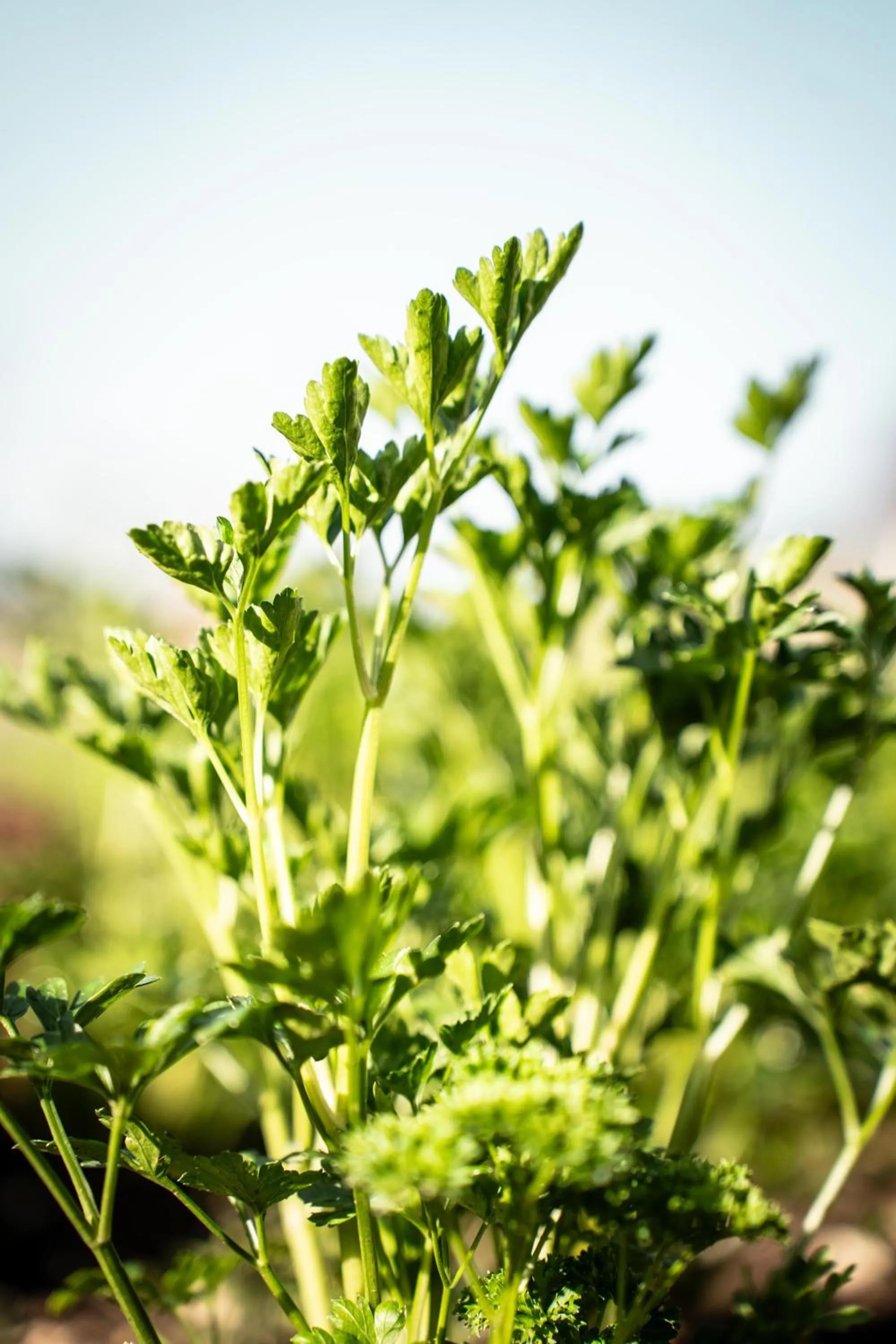 Garden in Al Piccolo Hotel