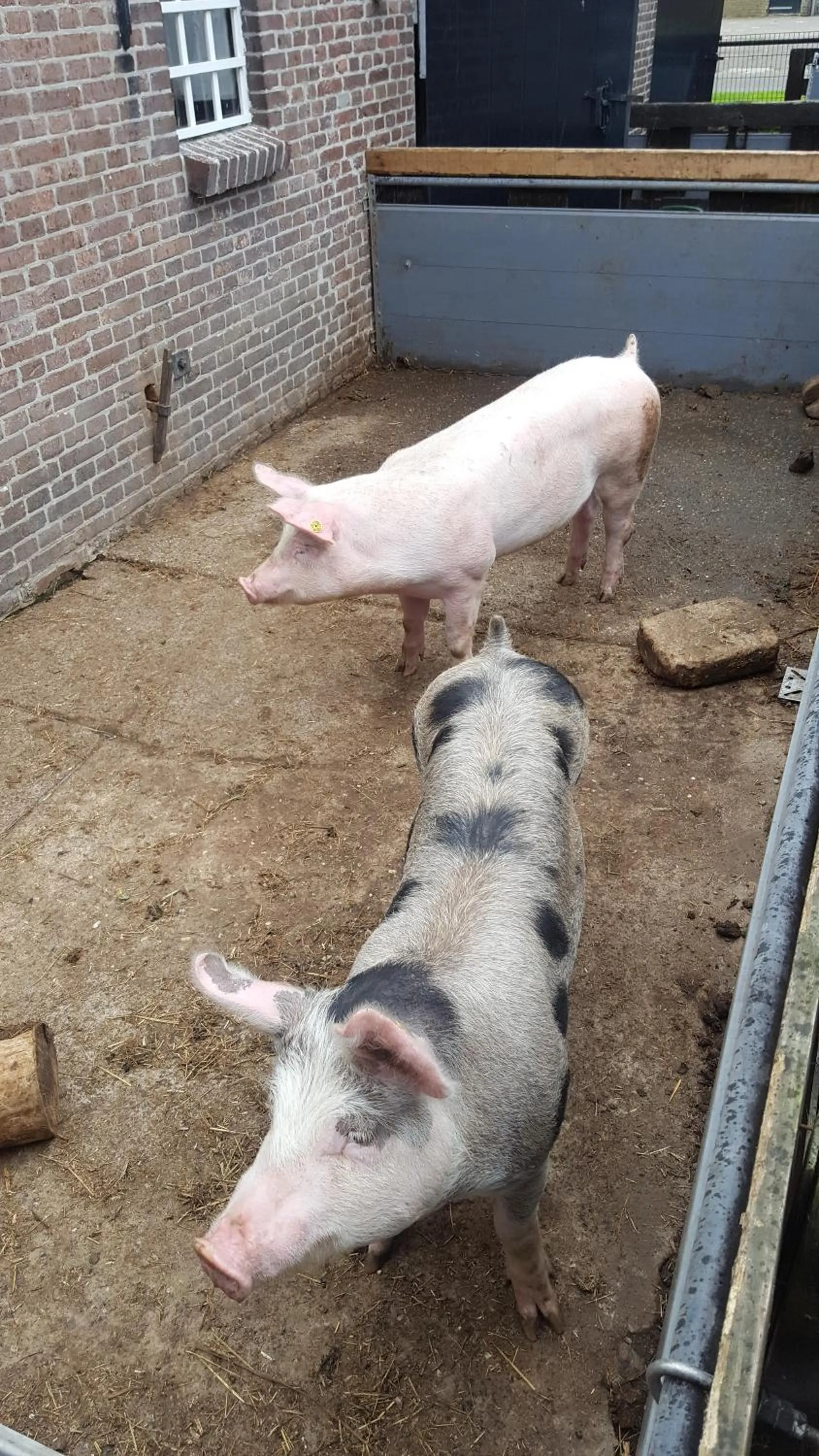 Pets in De Priesnitzhoeve