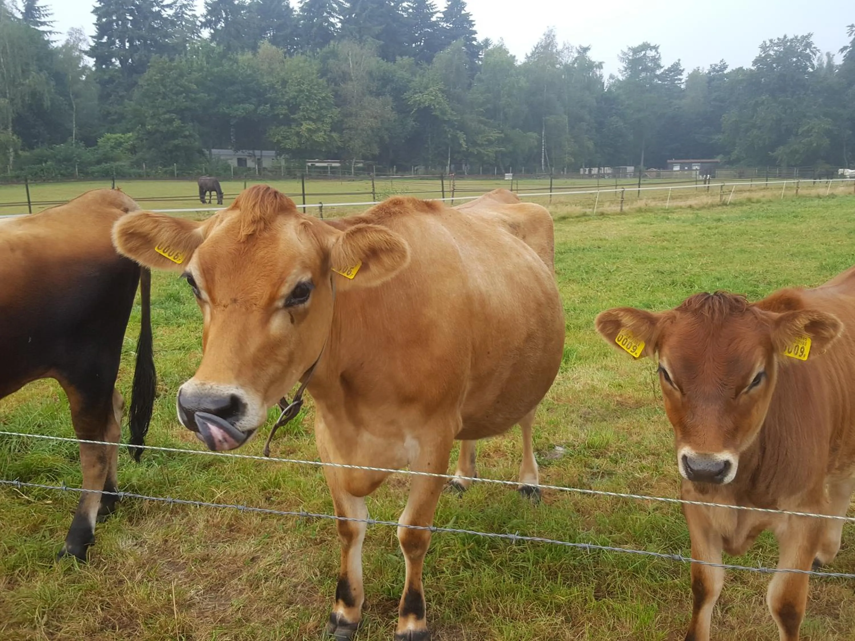 Pets in De Priesnitzhoeve