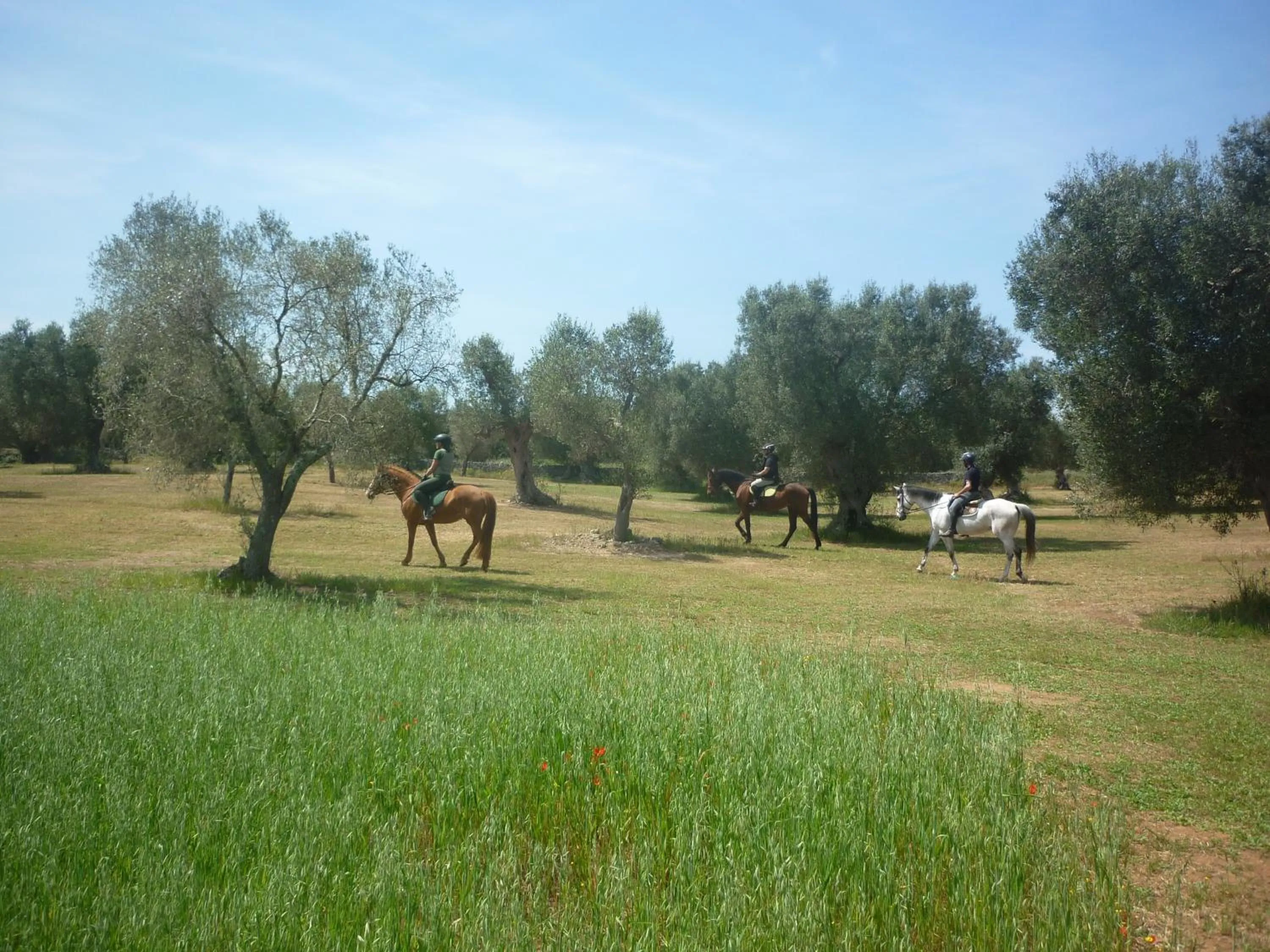 Horse-riding in Masseria Li Campi