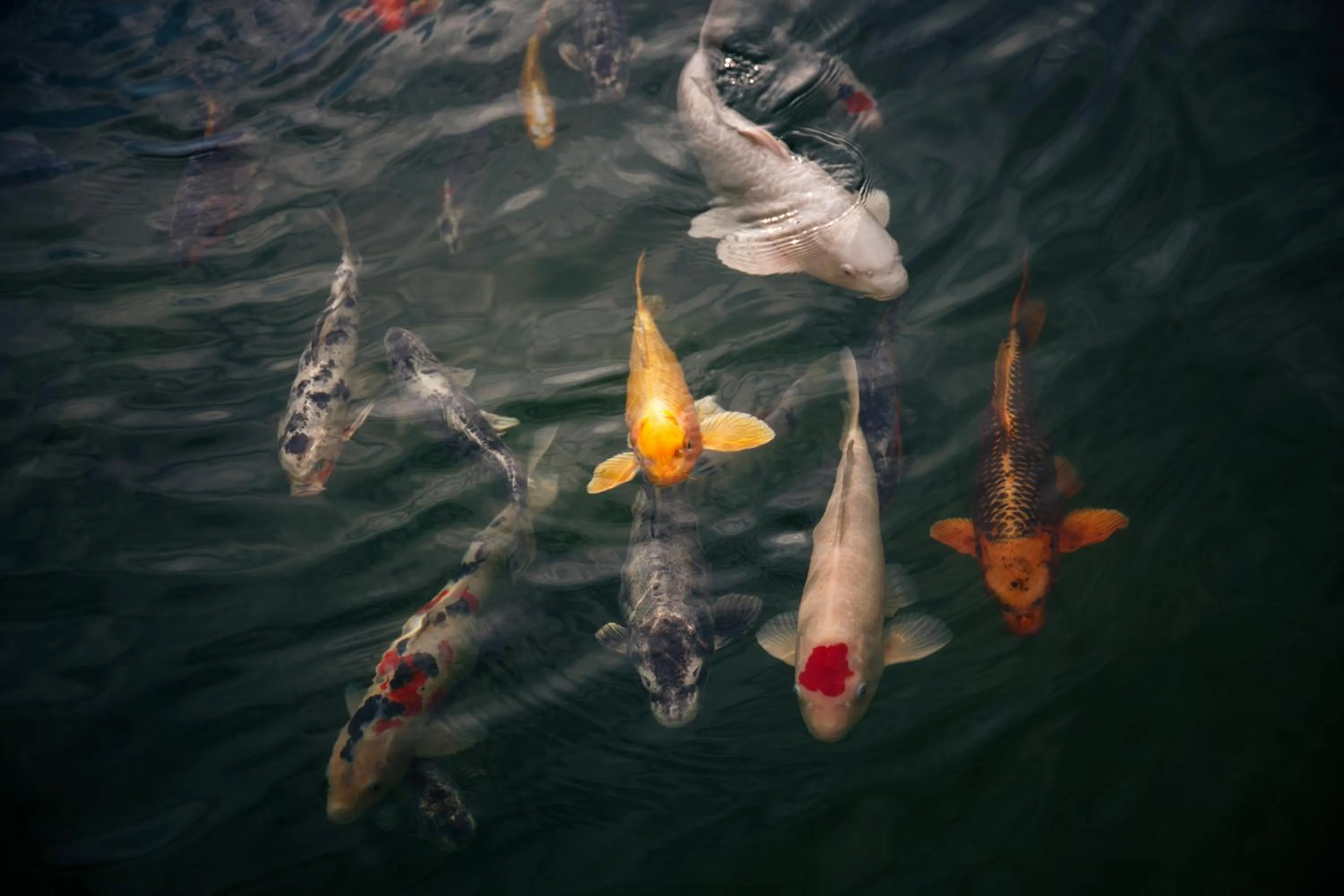 Spa and wellness centre/facilities in L'auberge Du Cheval Blanc et Spa