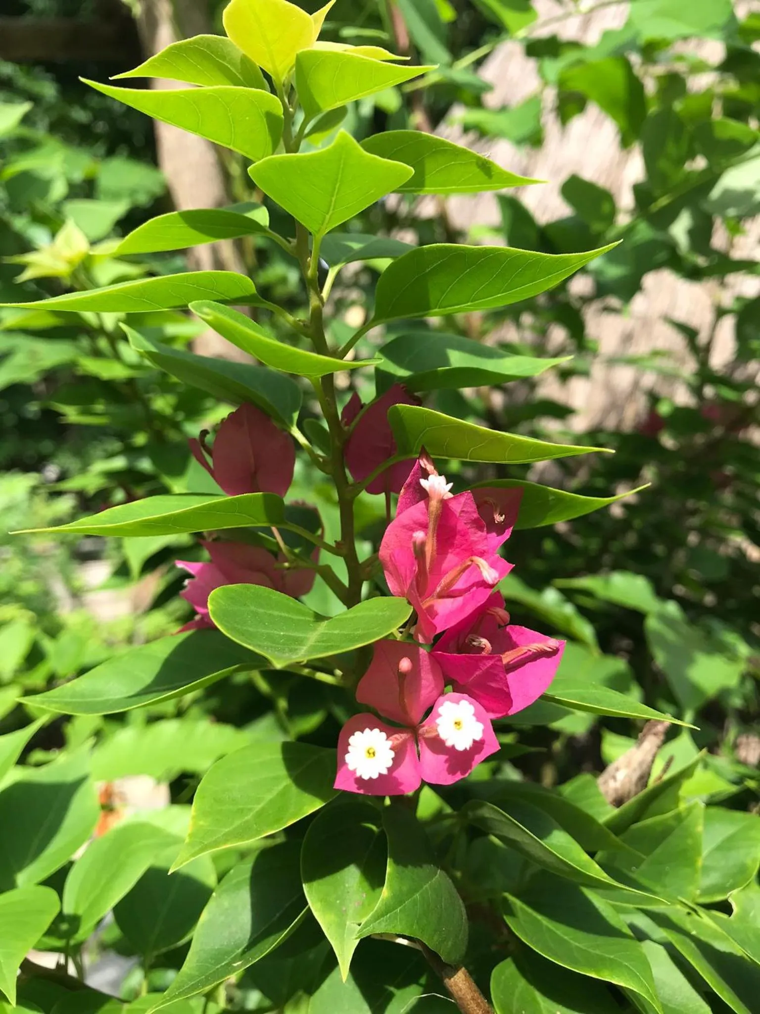 Garden in Meno Madia Bungalows