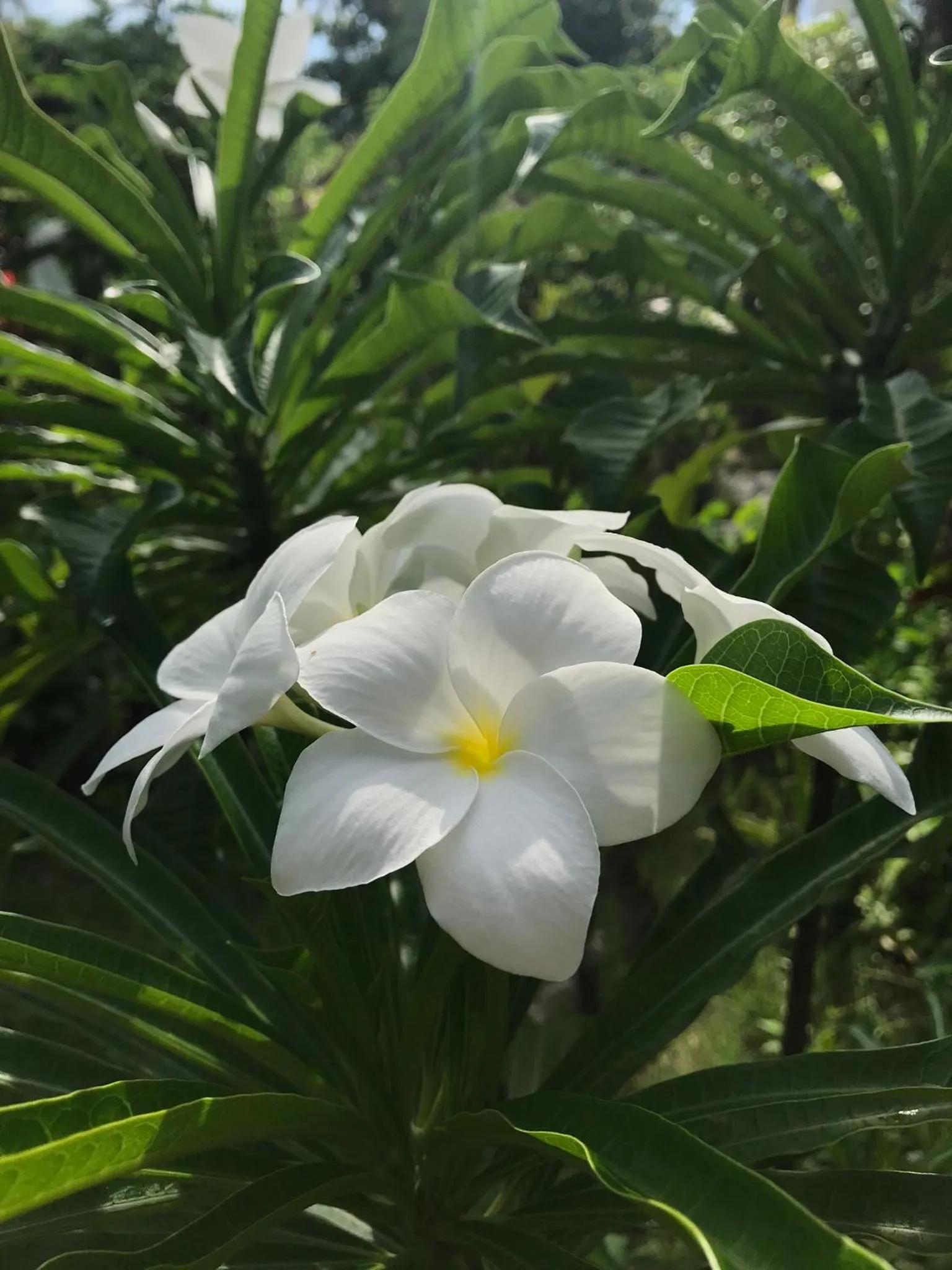 Garden in Meno Madia Bungalows