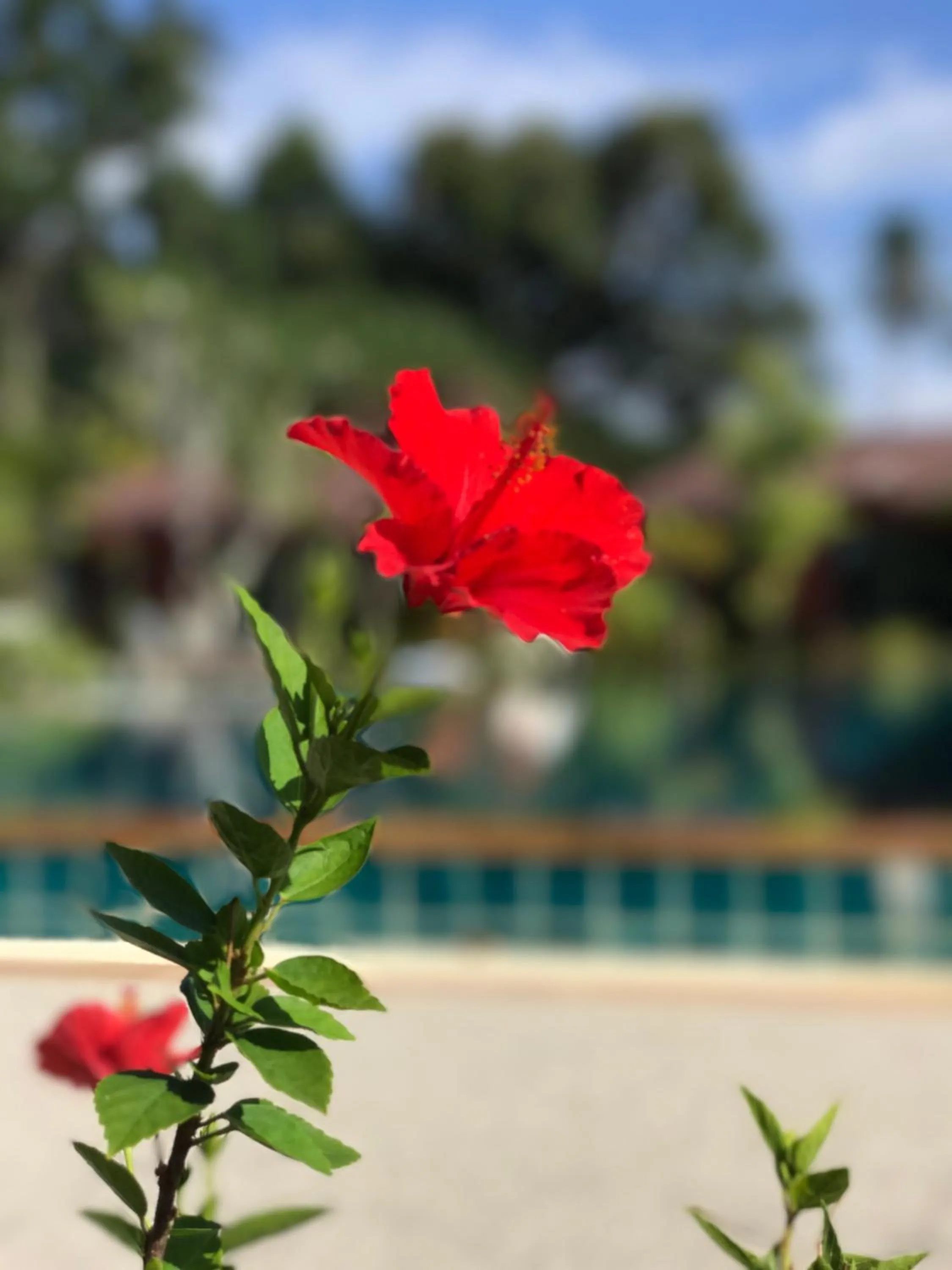 Saree Lagoon Villa Koh Samui