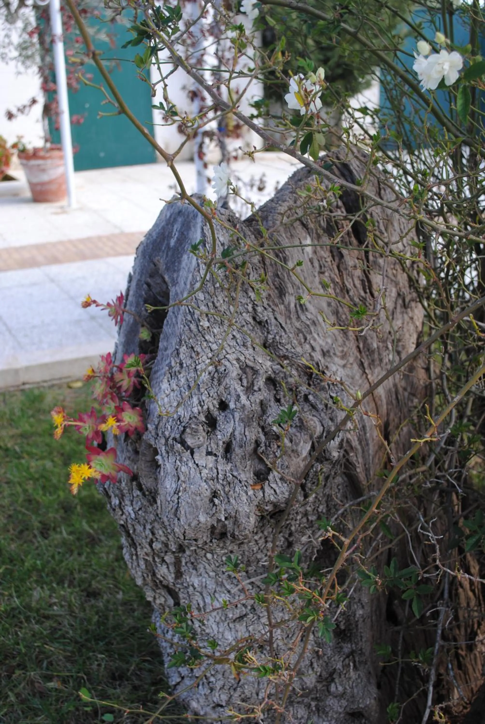 Garden in Hotel Giardino Giamperduto