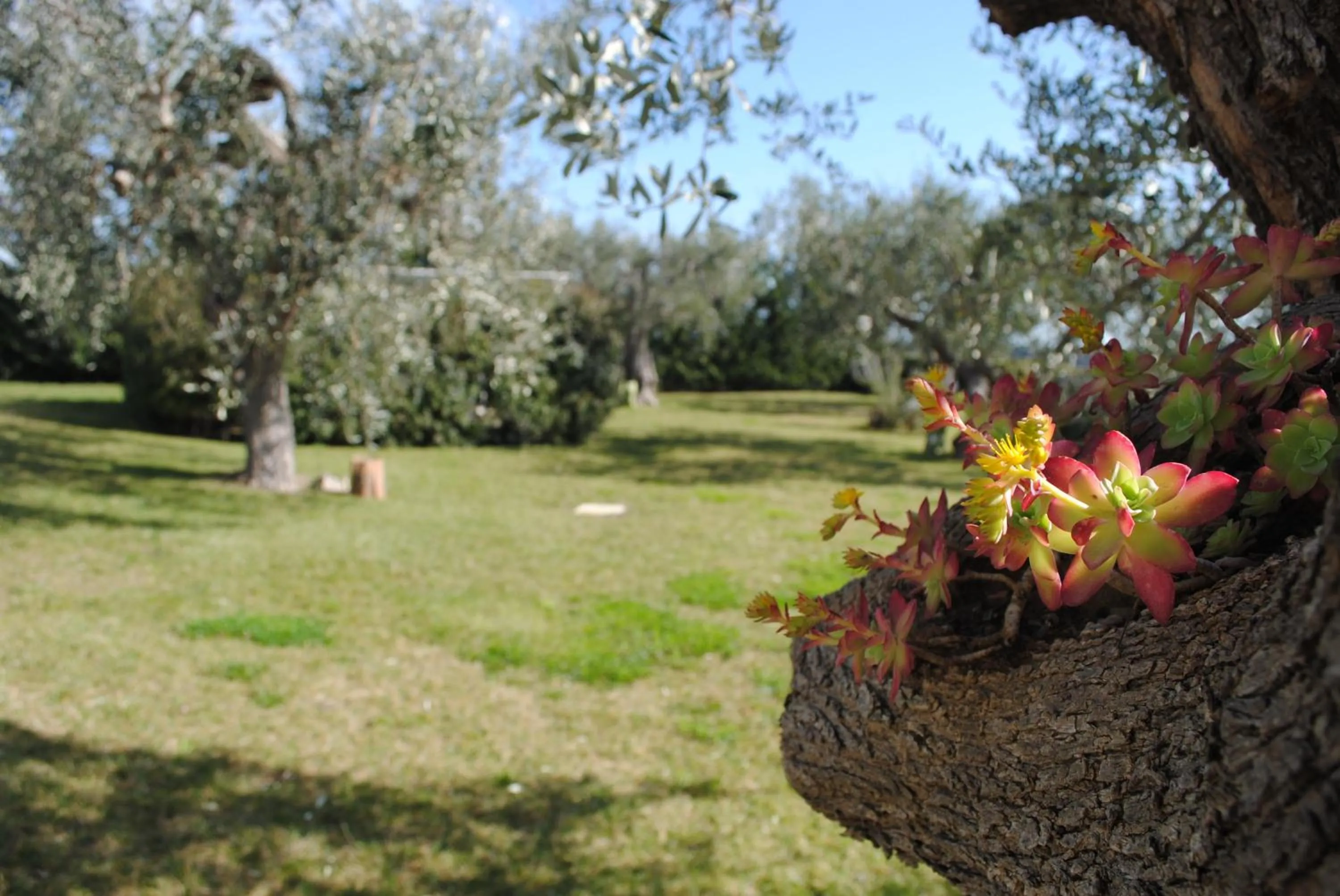 Garden in Hotel Giardino Giamperduto