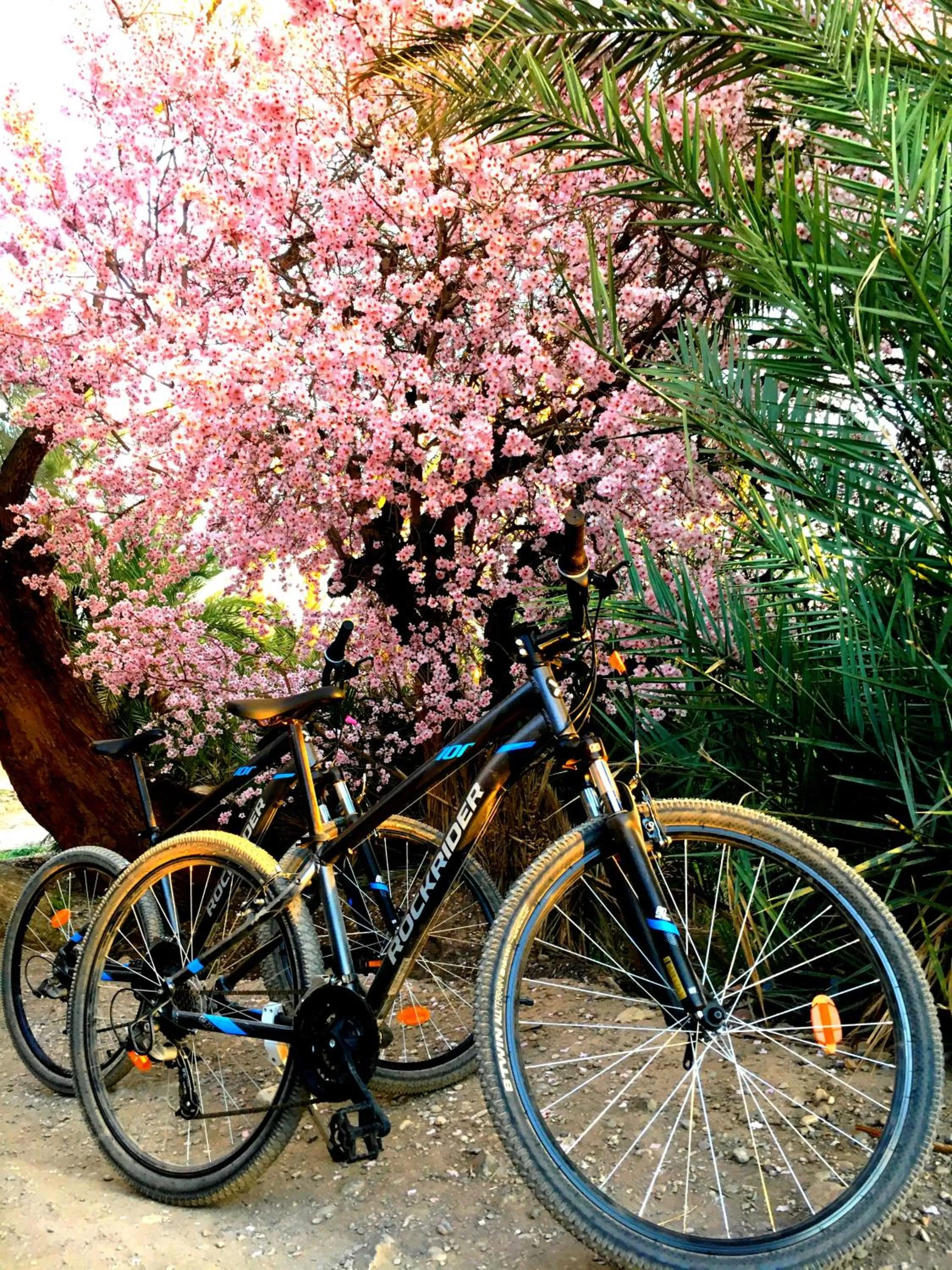 Cycling in Kasbah Tiriguioute
