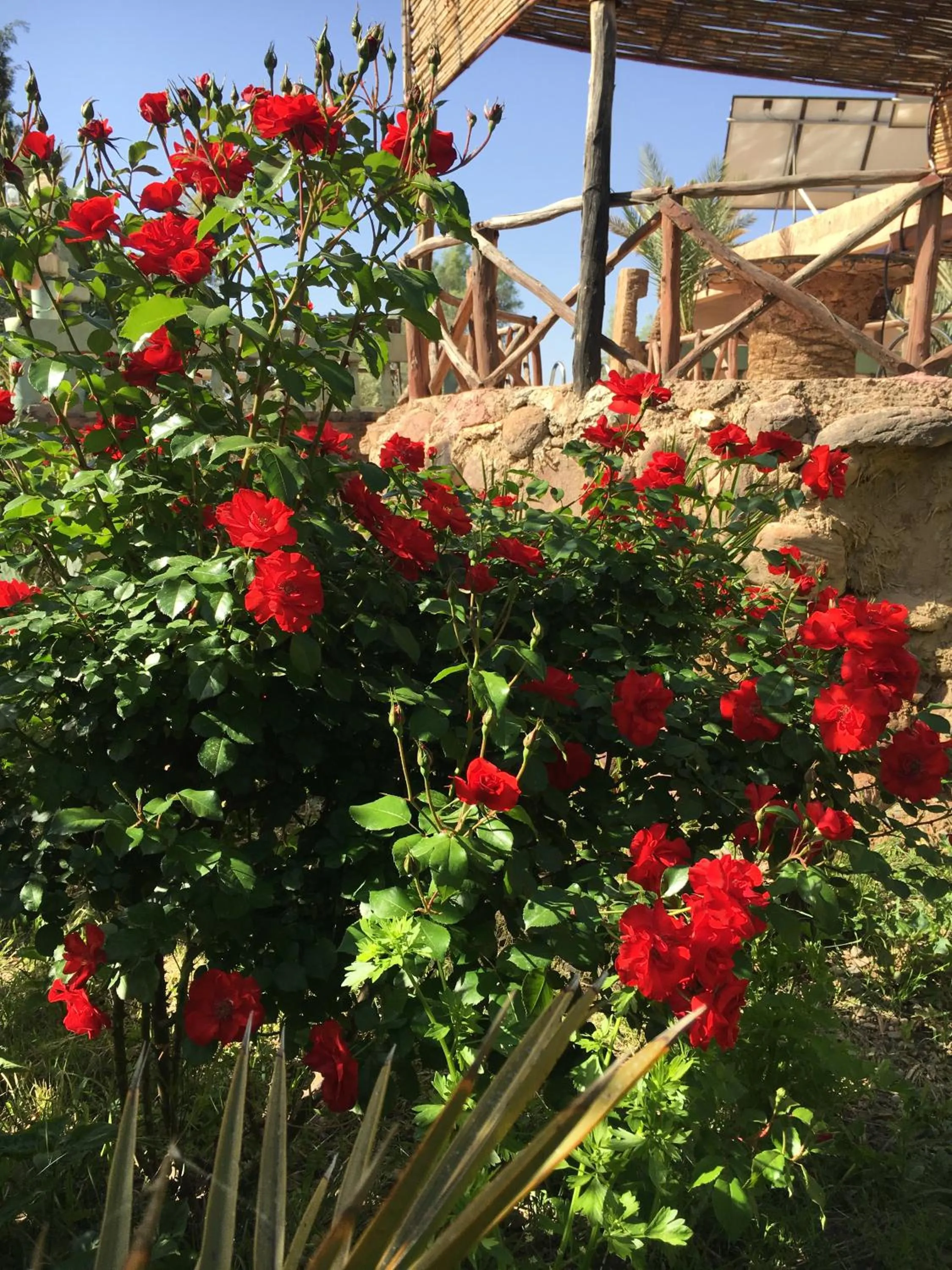 Garden in Kasbah Tiriguioute