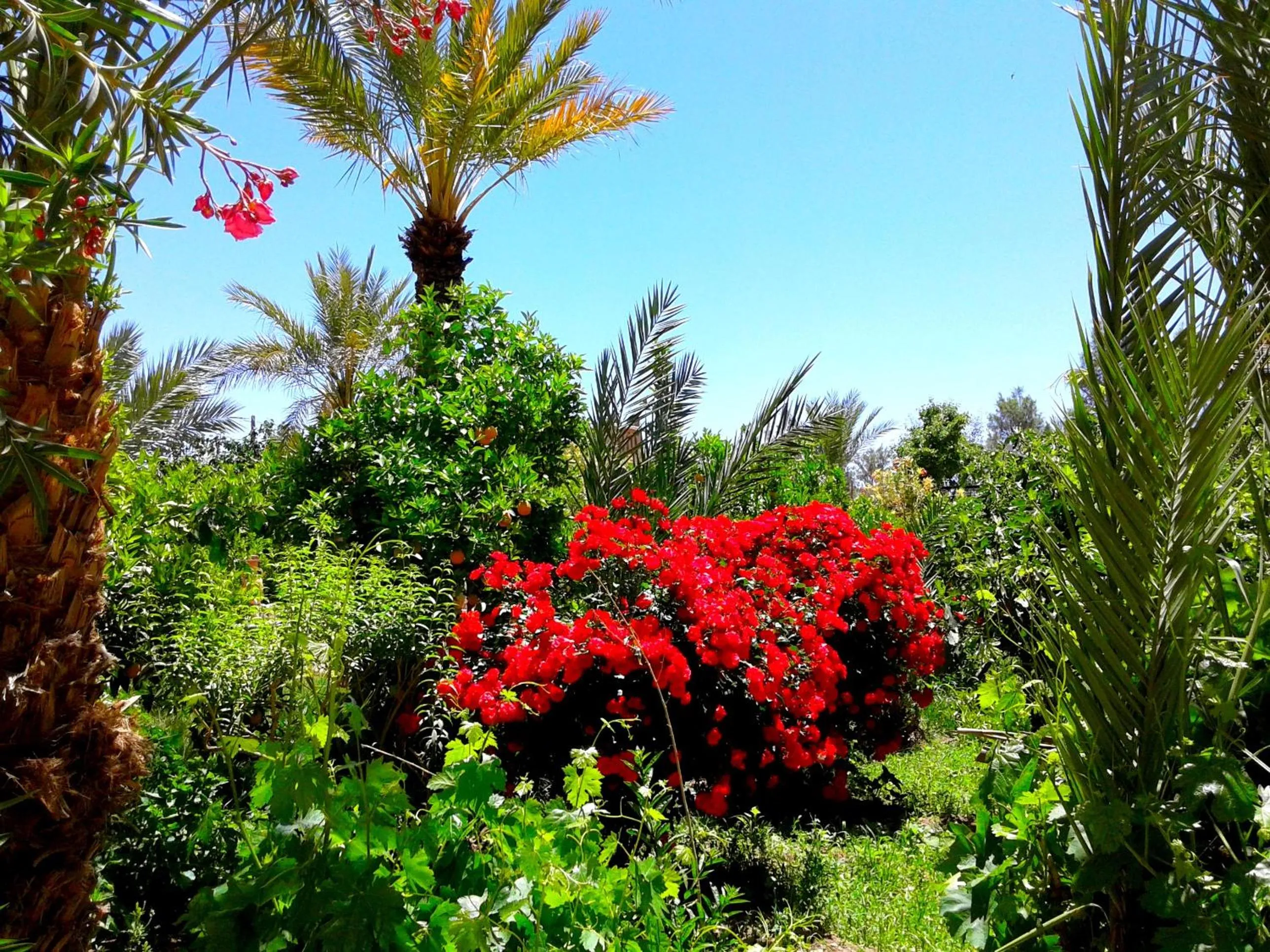 Garden in Kasbah Tiriguioute