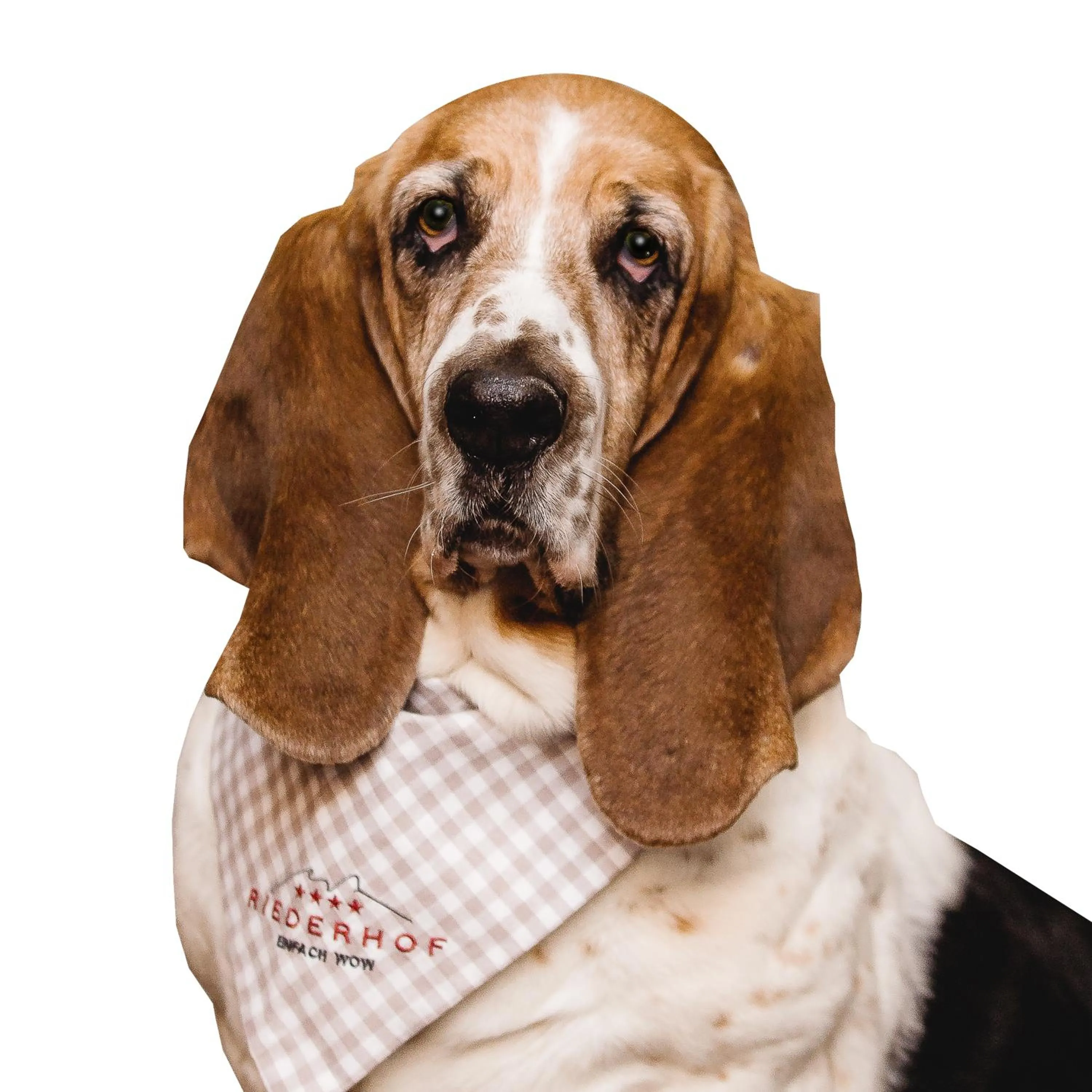 Pets in Hotel Riederhof- Urlaub mit WAU!