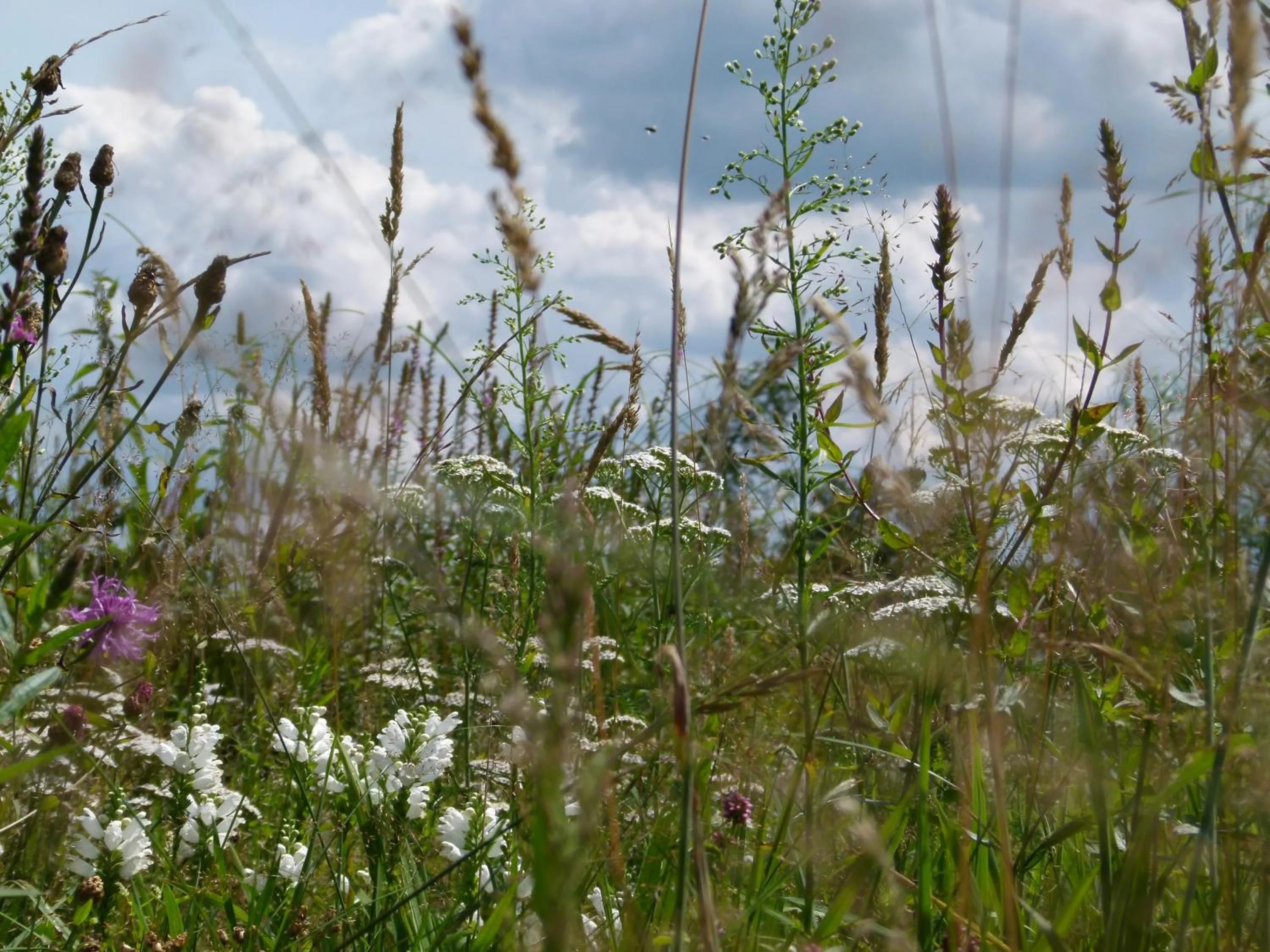 Natural landscape in Hotel Am Steendamm