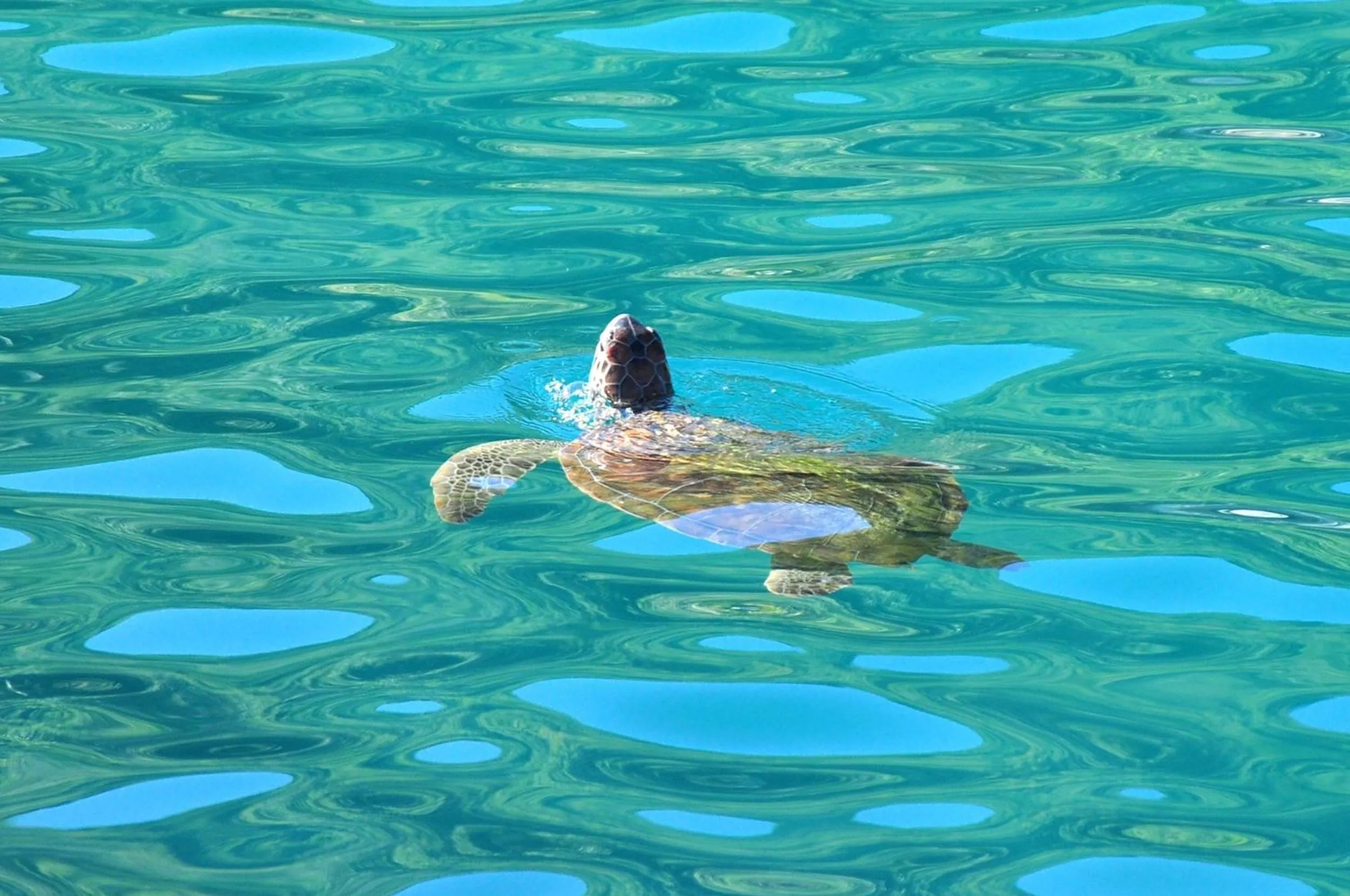 Animals in Pousada Estalagem do Porto