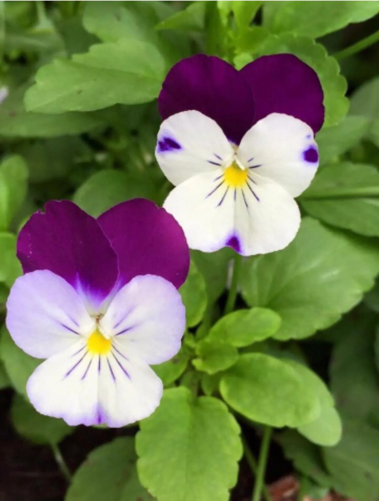 Other in La Casa di Isabella Loreto