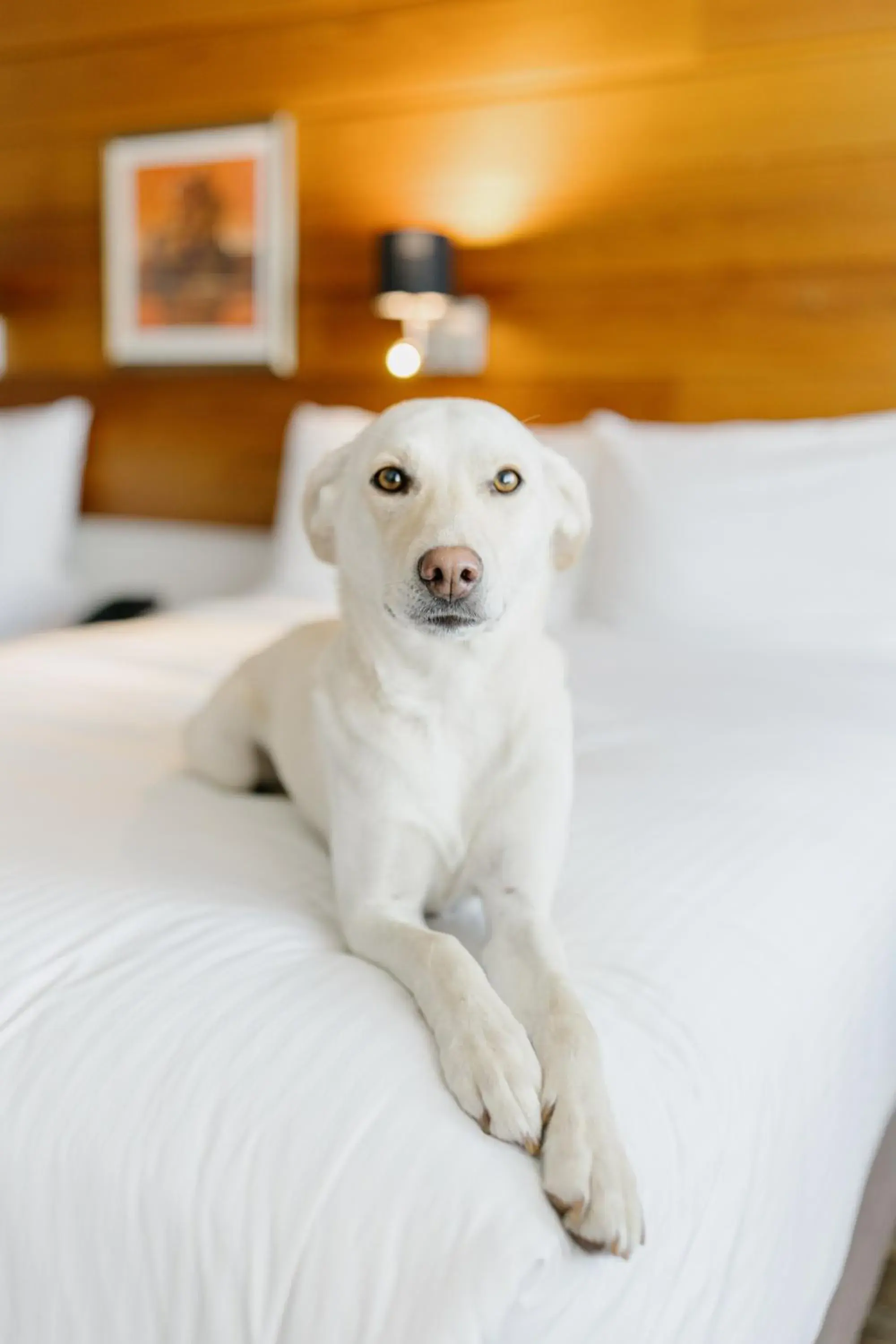 Pets in Hôtels Gouverneur Sept-Îles Pets in Hôtels Gouverneur Sept-Îles