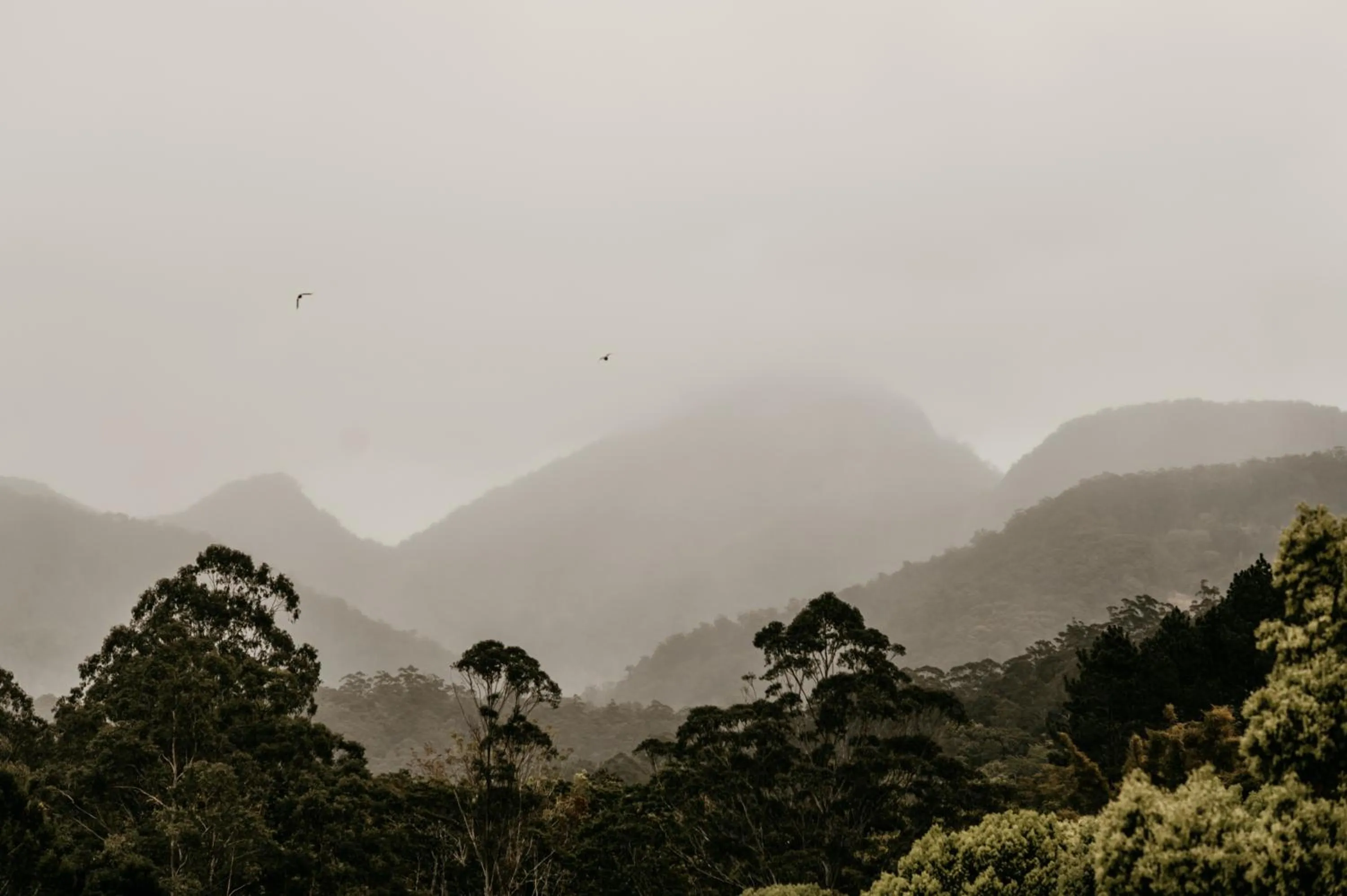 Natural landscape in Mavis's Cabins @ Mt Warning