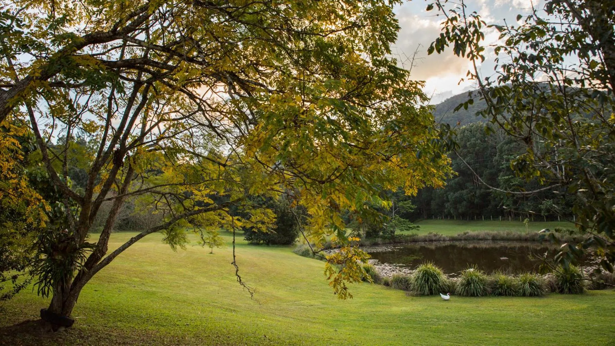 Garden in Mavis's Cabins @ Mt Warning
