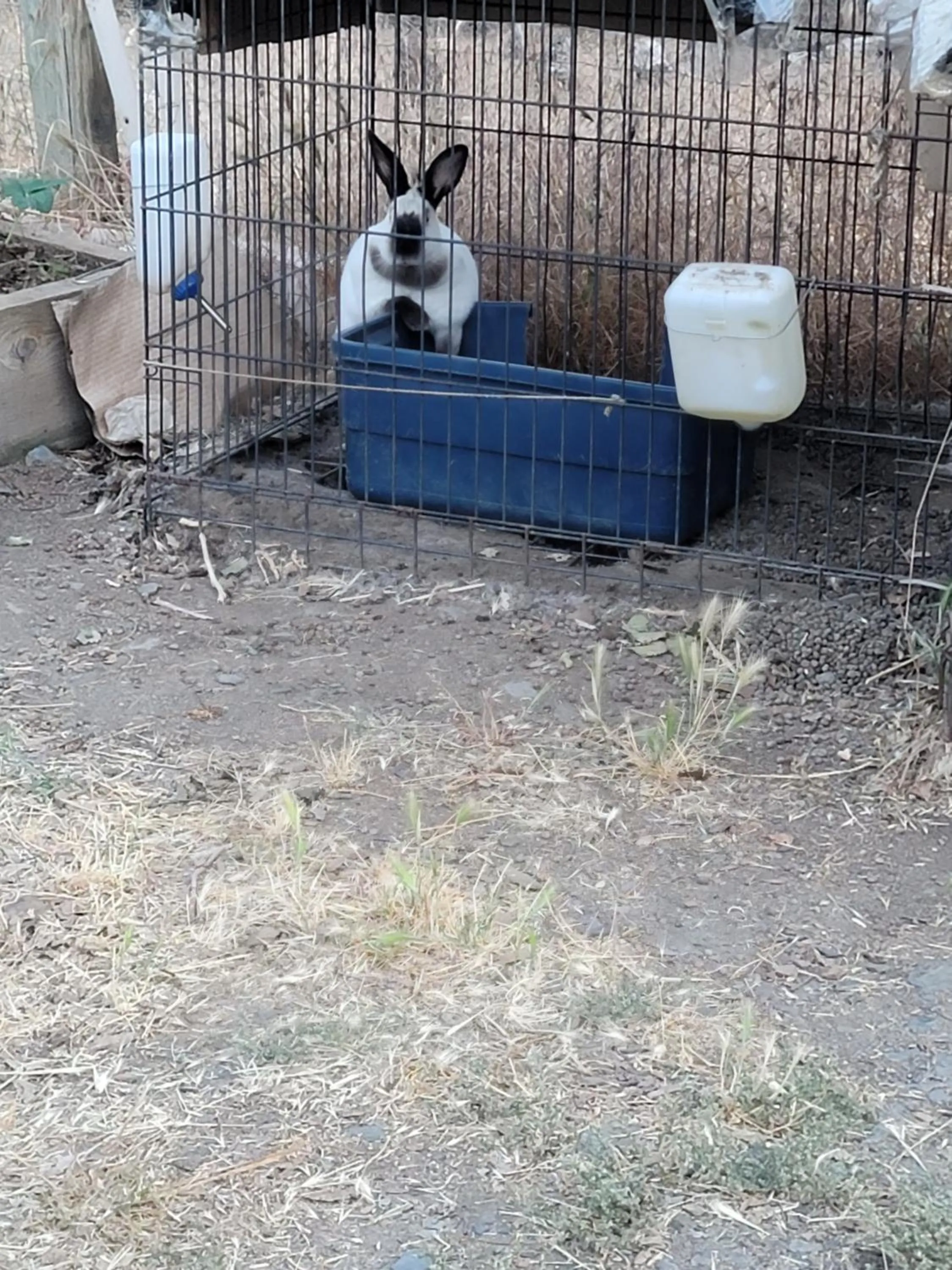 Garden in Engvadonia Yosemite B and B