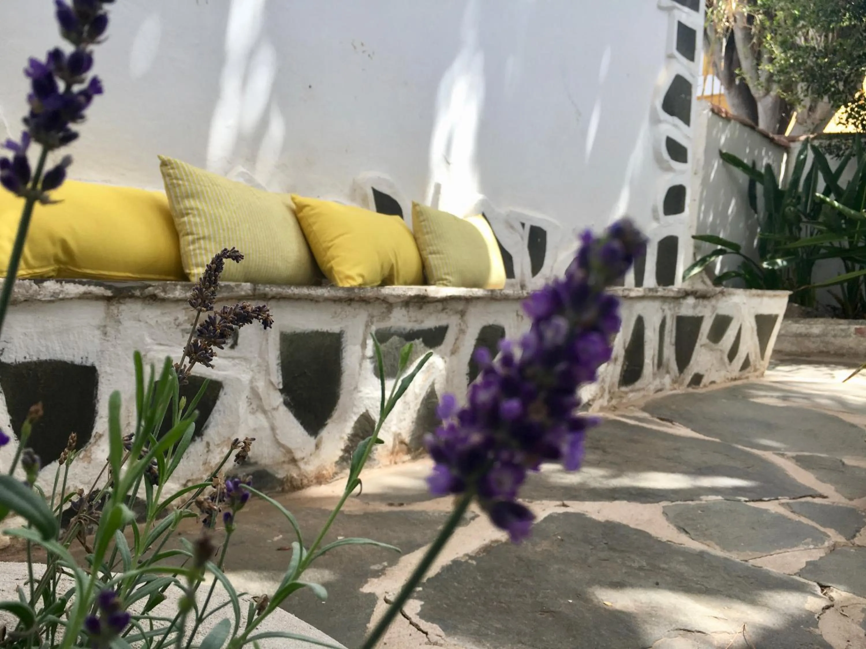 Garden in La Casita de Las Palmas VV