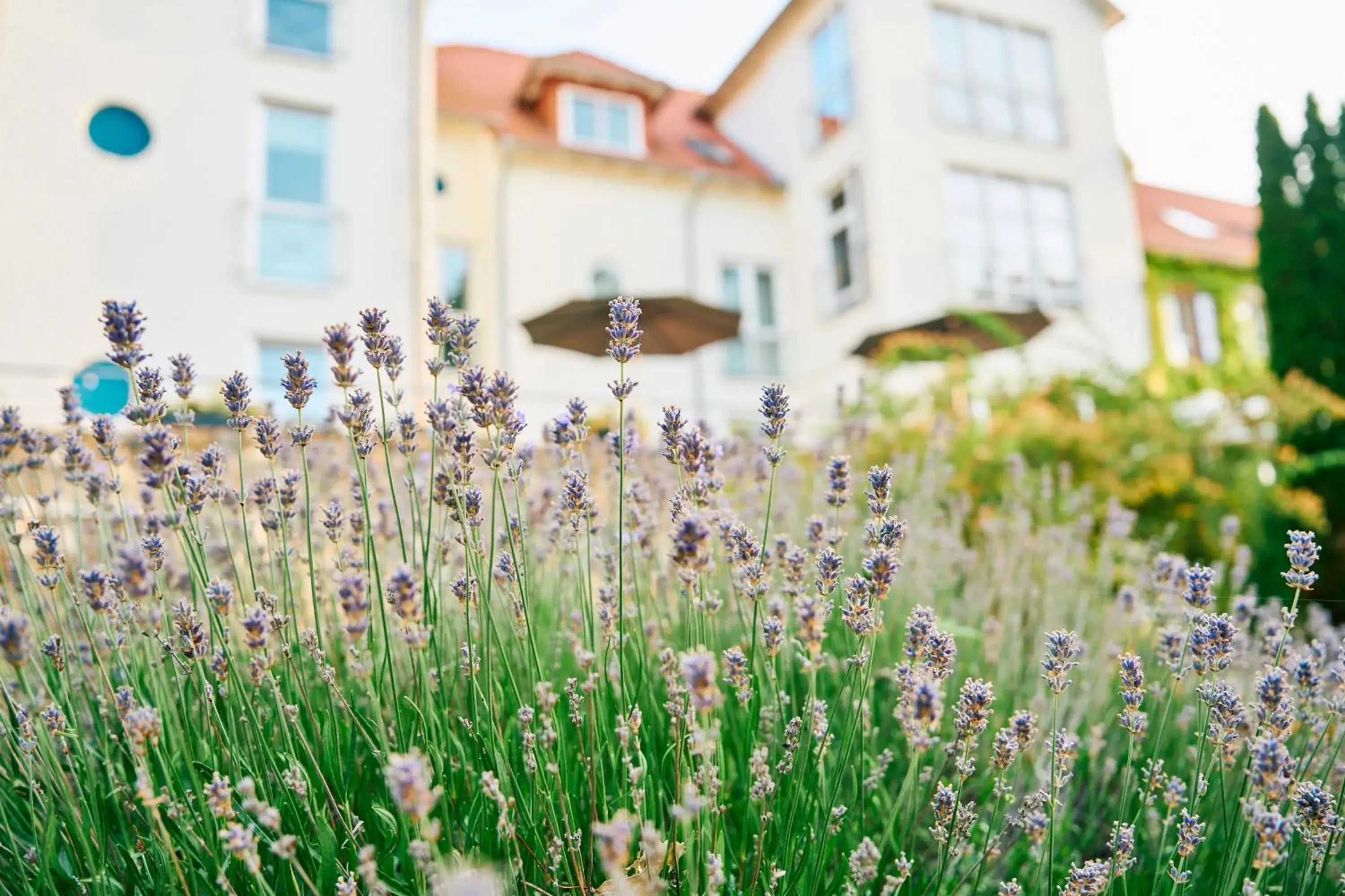 View (from property/room) in Hofgut Wißberg - Das Weinberghotel View (from property/room) in Hofgut Wißberg - Das Weinberghotel