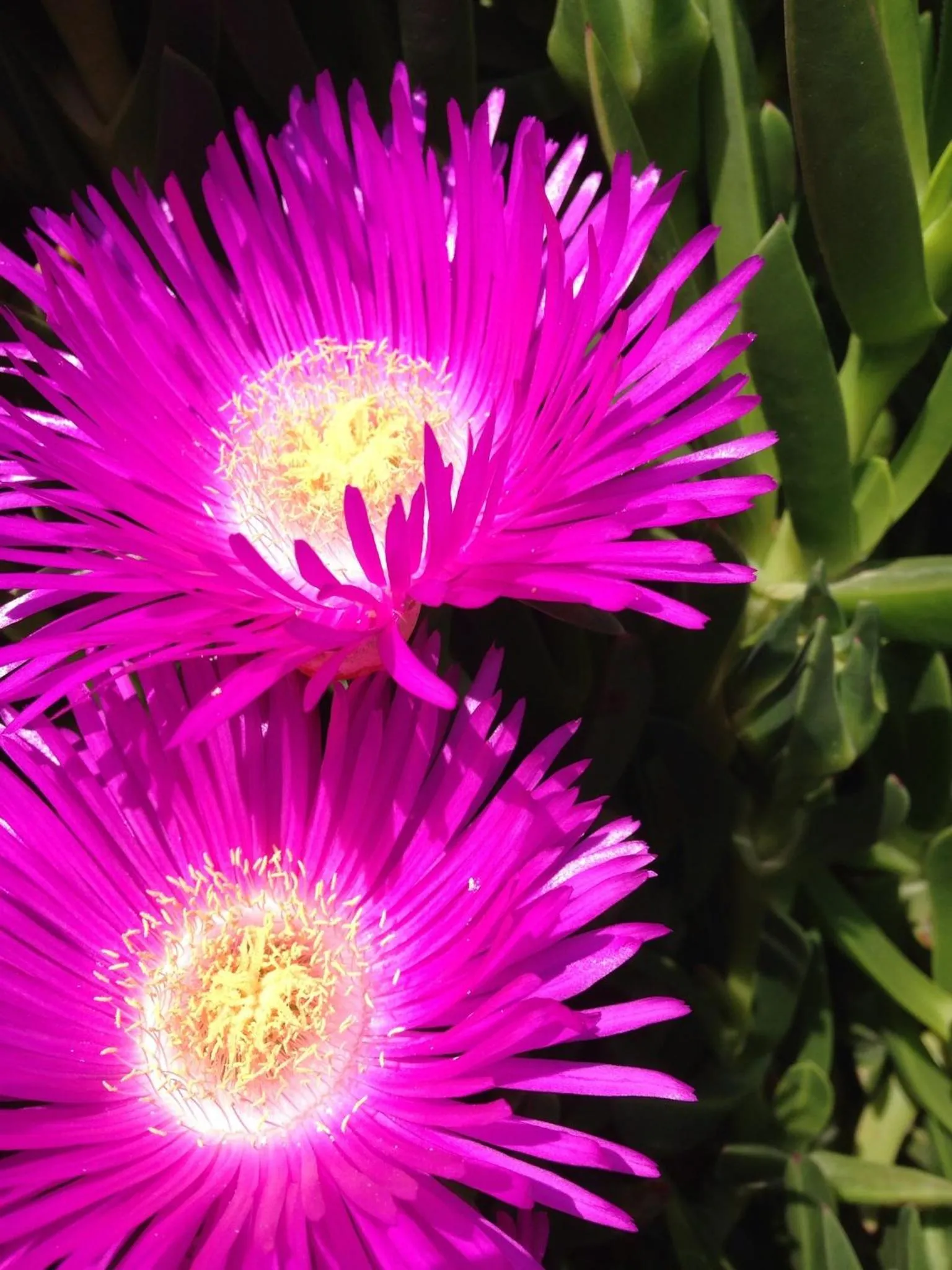 Garden in Aristoteles Holiday Hotel And Spa
