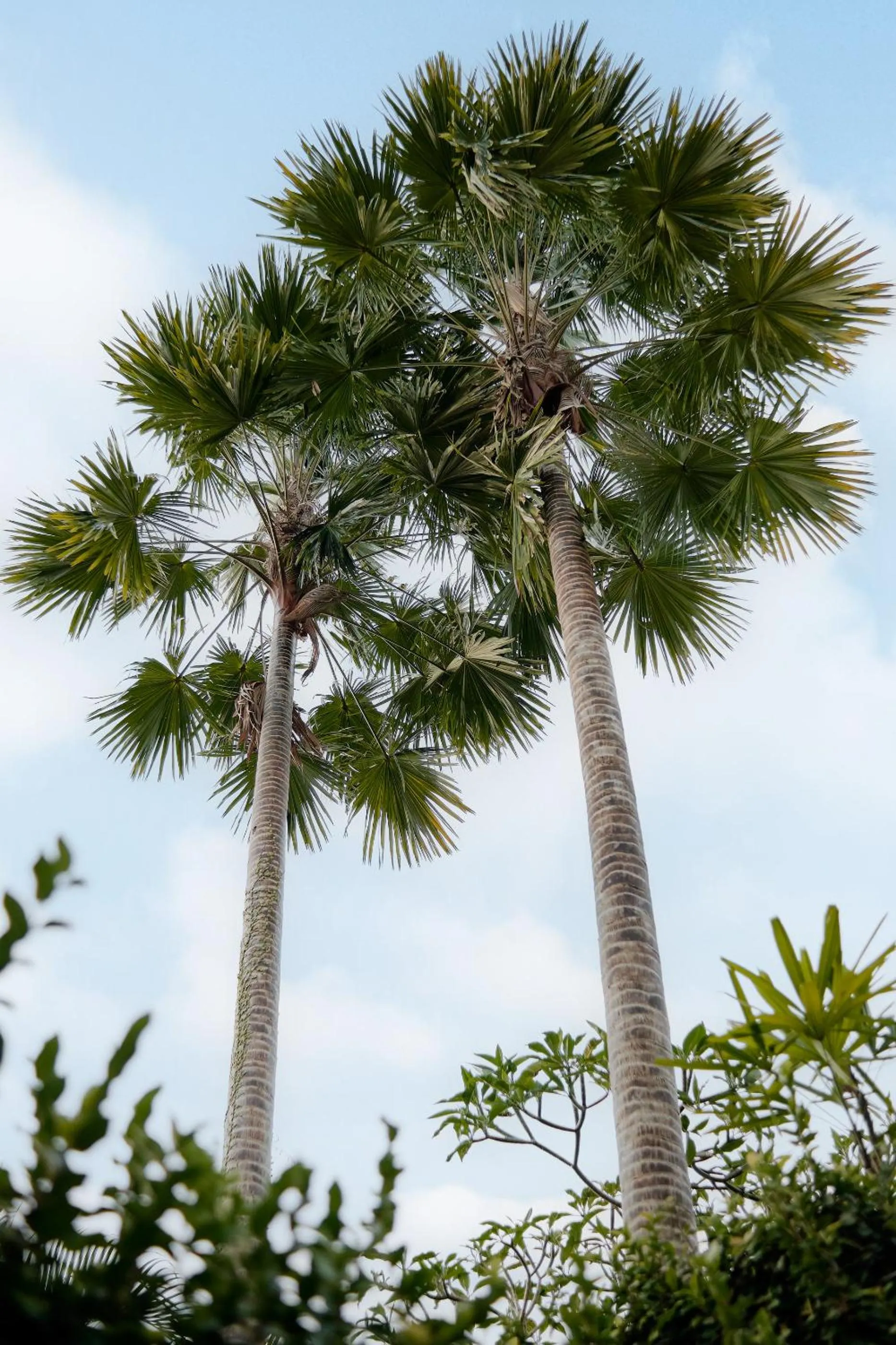 Natural landscape in Pratiwi Ubud Villa