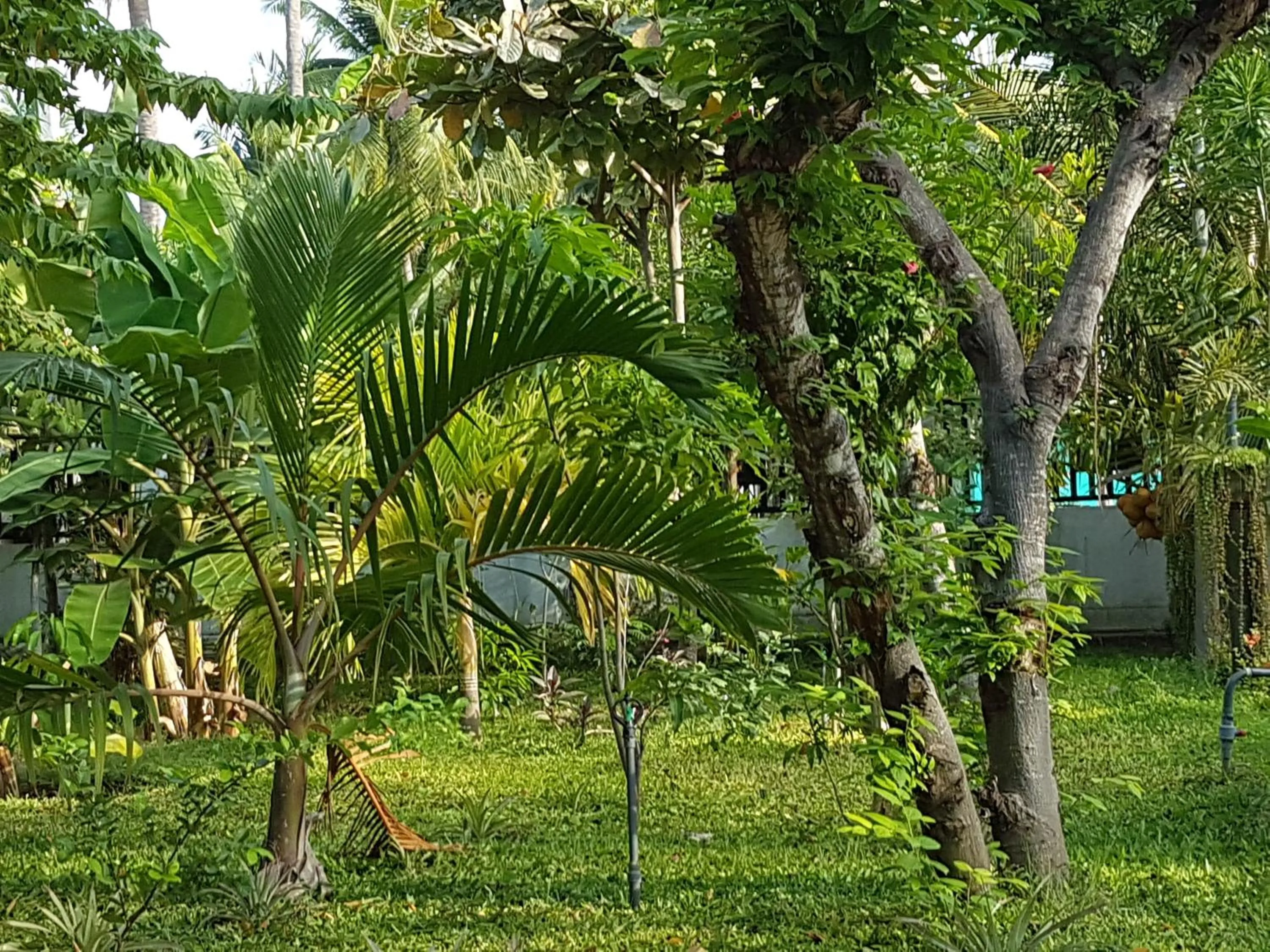 Garden in Luna Beach Hotel