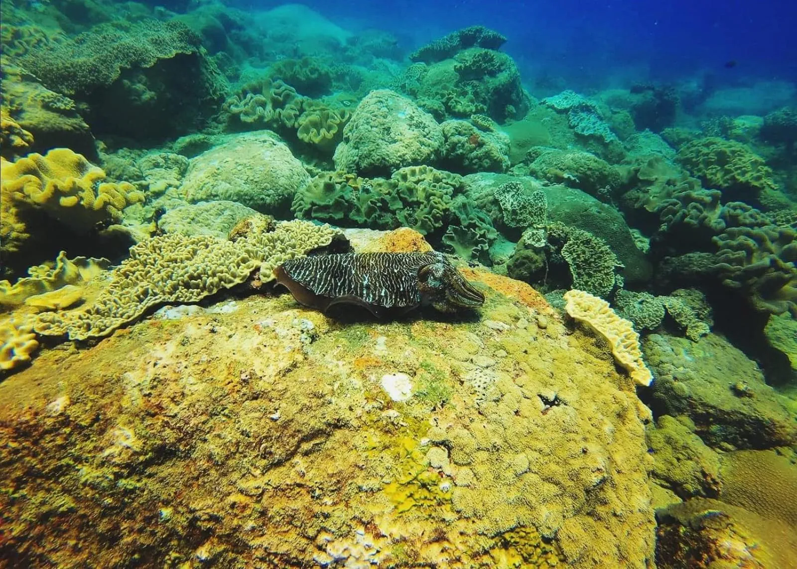 Diving in Luna Beach Hotel