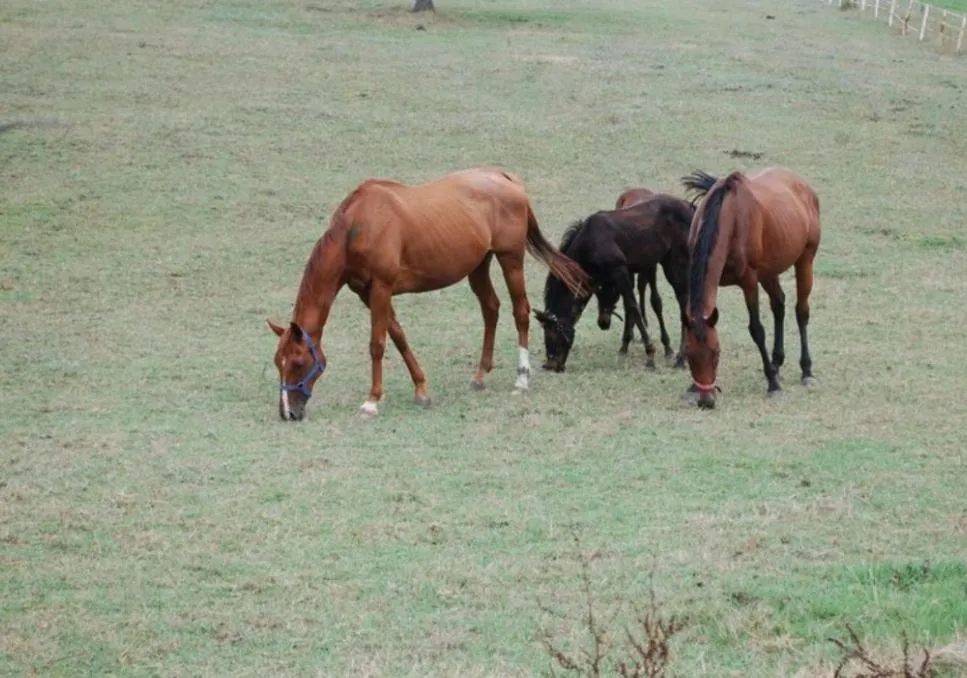 Horse-riding in Butik Hotel Maşukiye