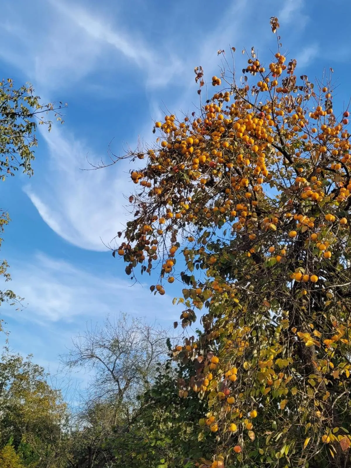 Butik Hotel Maşukiye