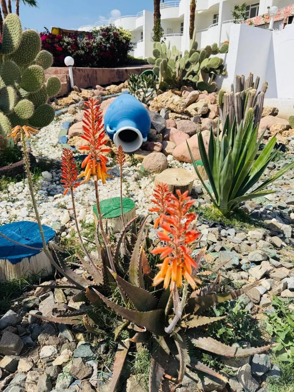 Restaurant/places to eat in Sharm Reef Hotel