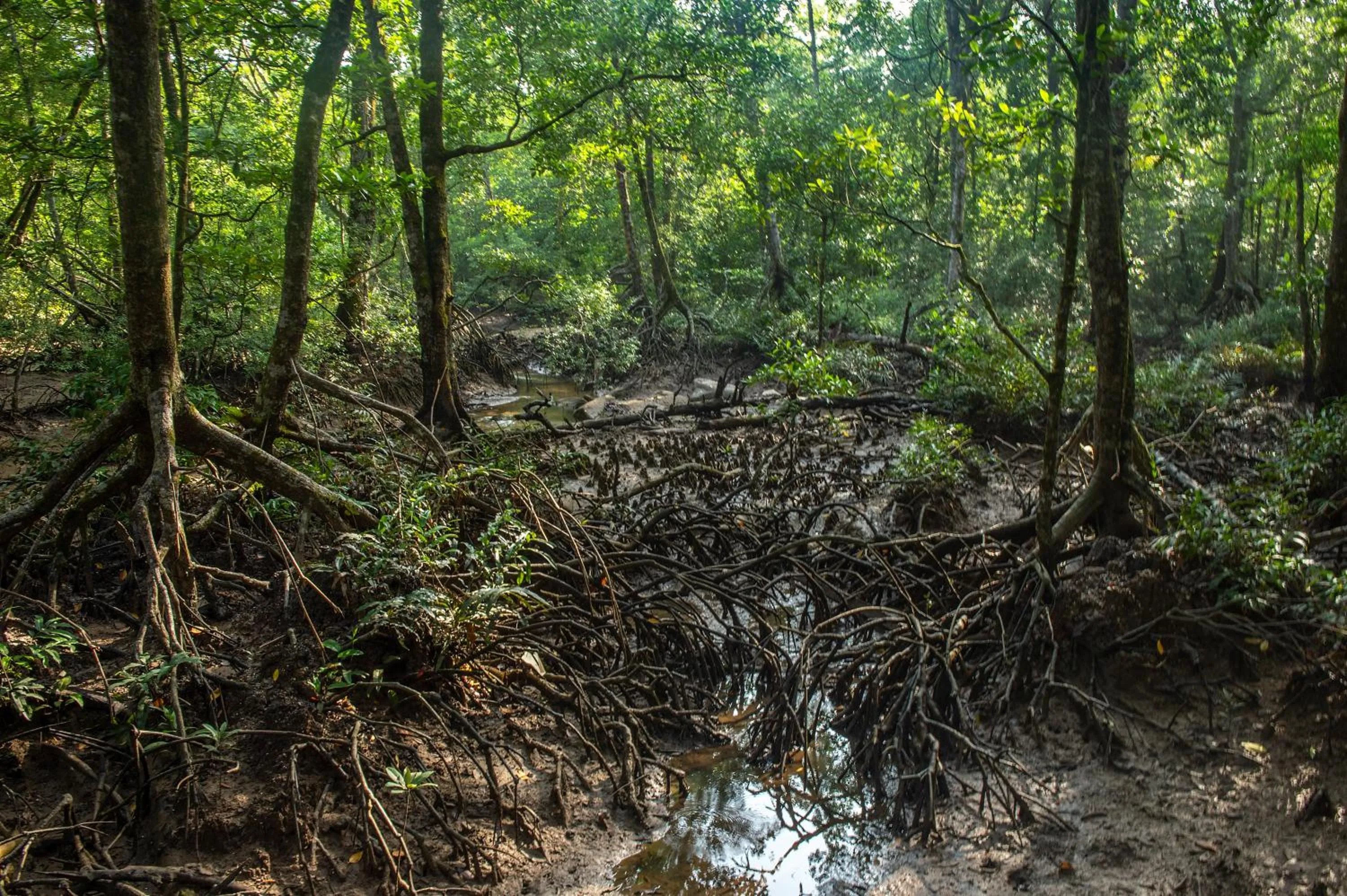 Activities in The Datai Langkawi