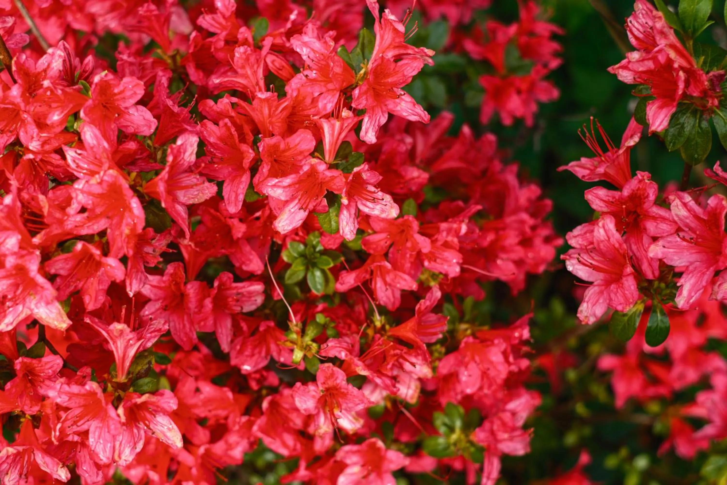 La Maison Boutique Hotel