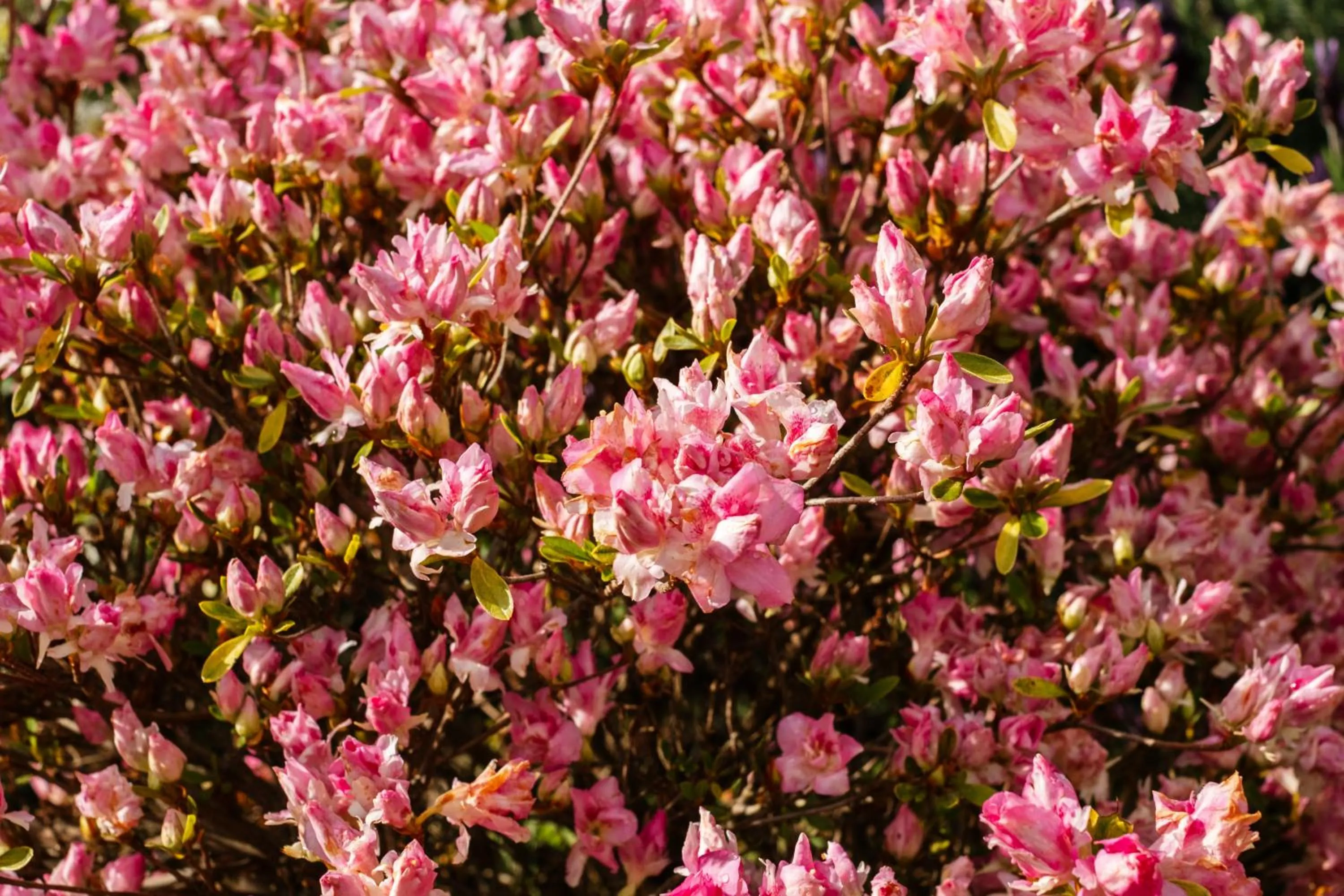 La Maison Boutique Hotel