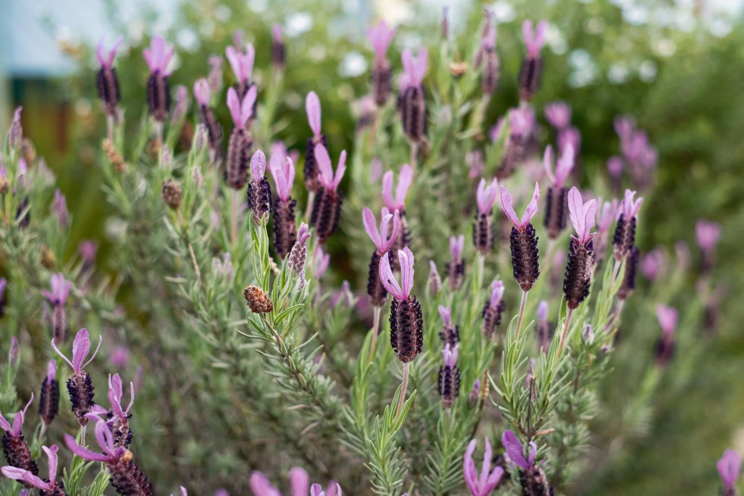 La Maison Boutique Hotel