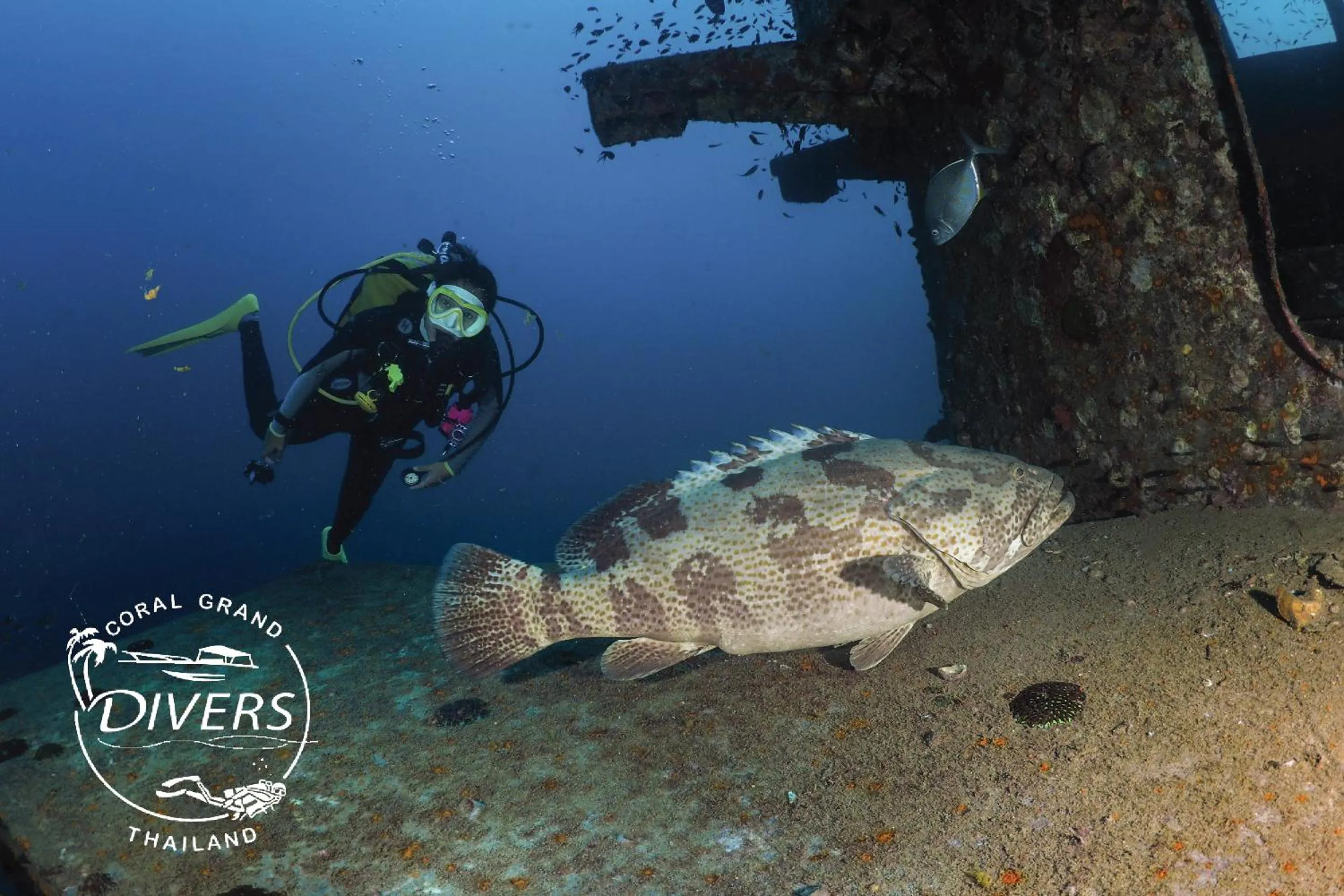 Diving in Koh Tao Coral Grand Resort