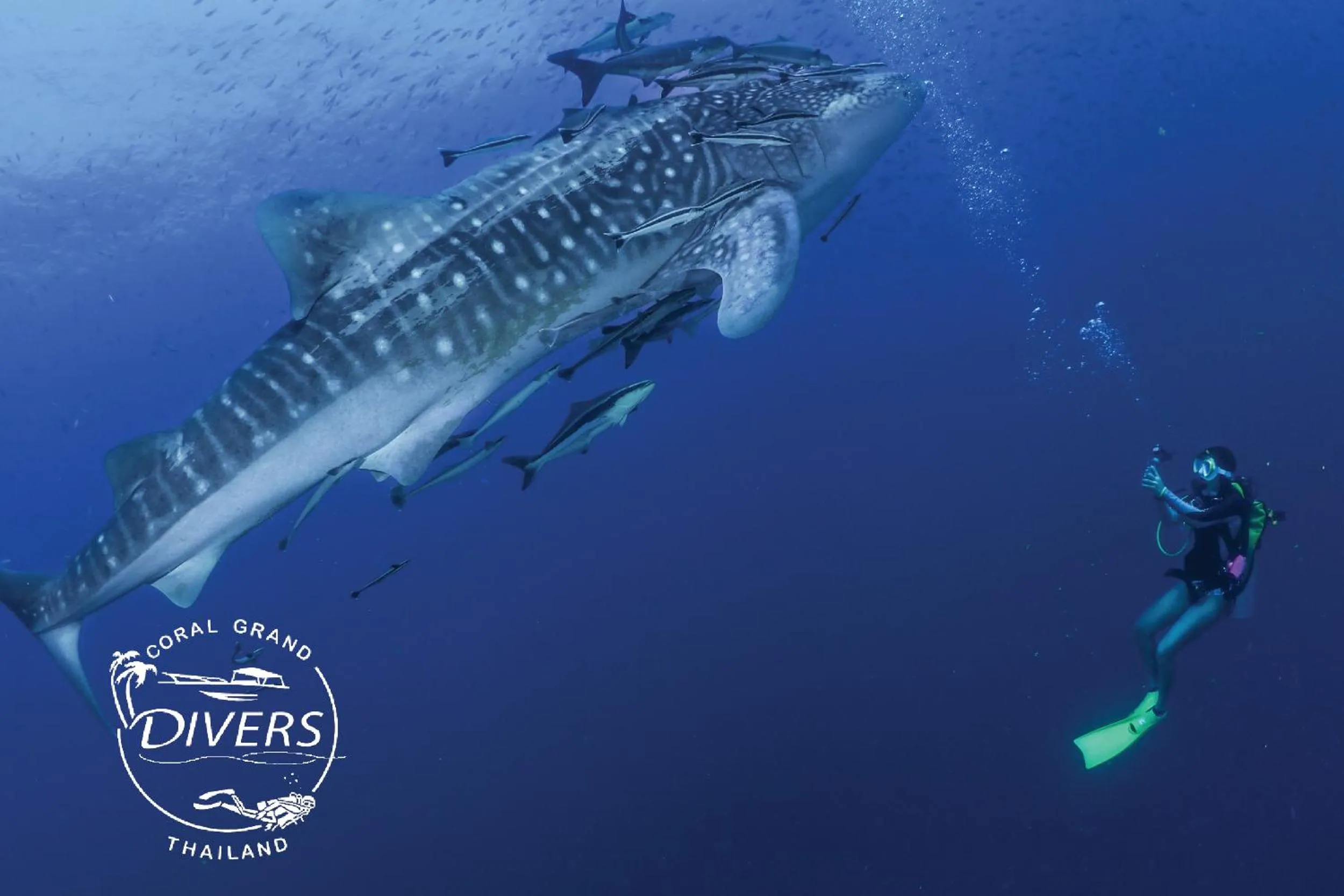 Diving in Koh Tao Coral Grand Resort