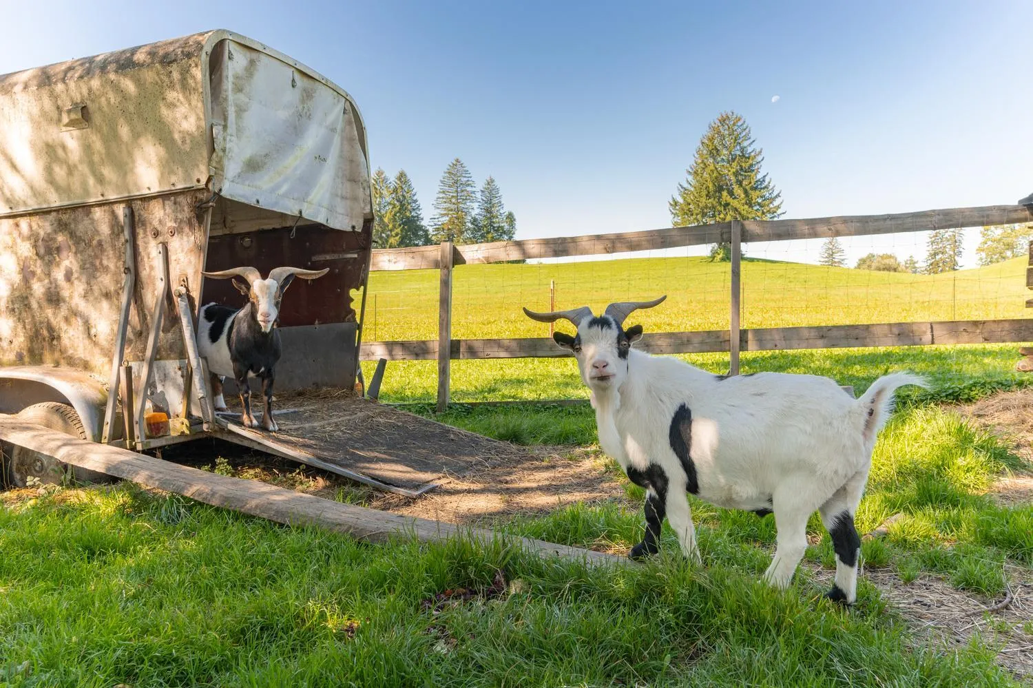 Animals in Familienhotel Löwen