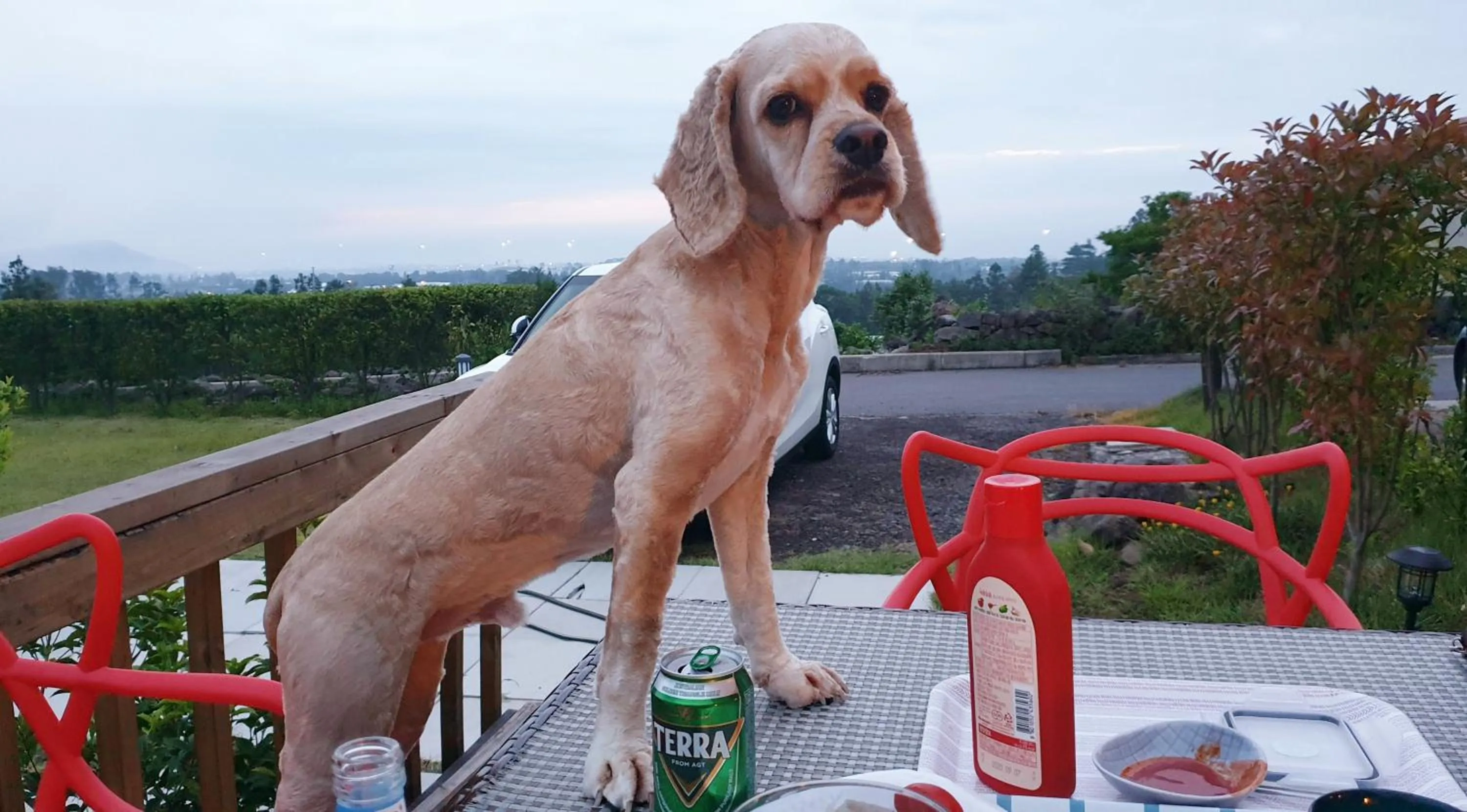 Jeju Starlight Glamping