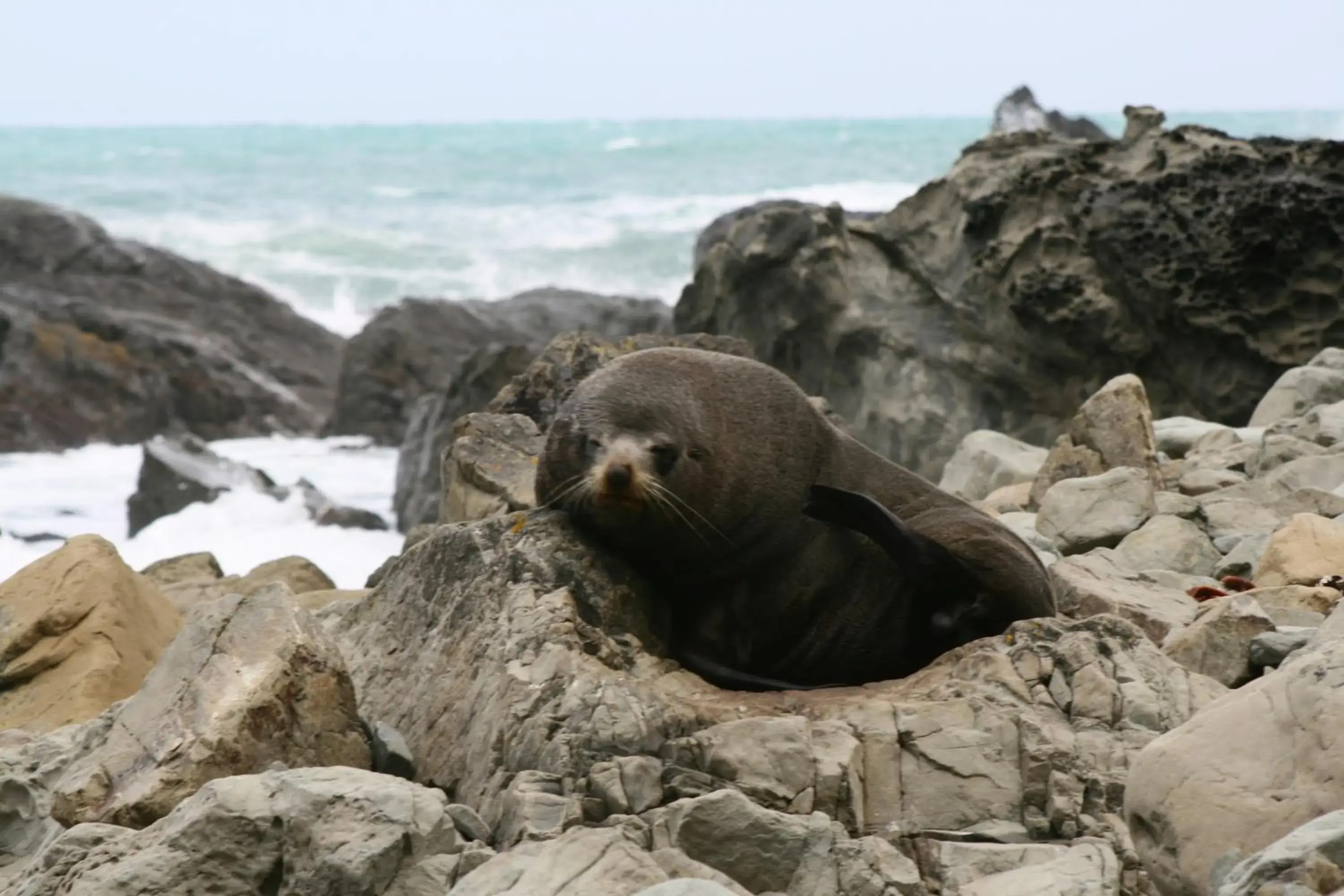 Animals in Bella Vista Motel Kaikoura Animals in Bella Vista Motel Kaikoura
