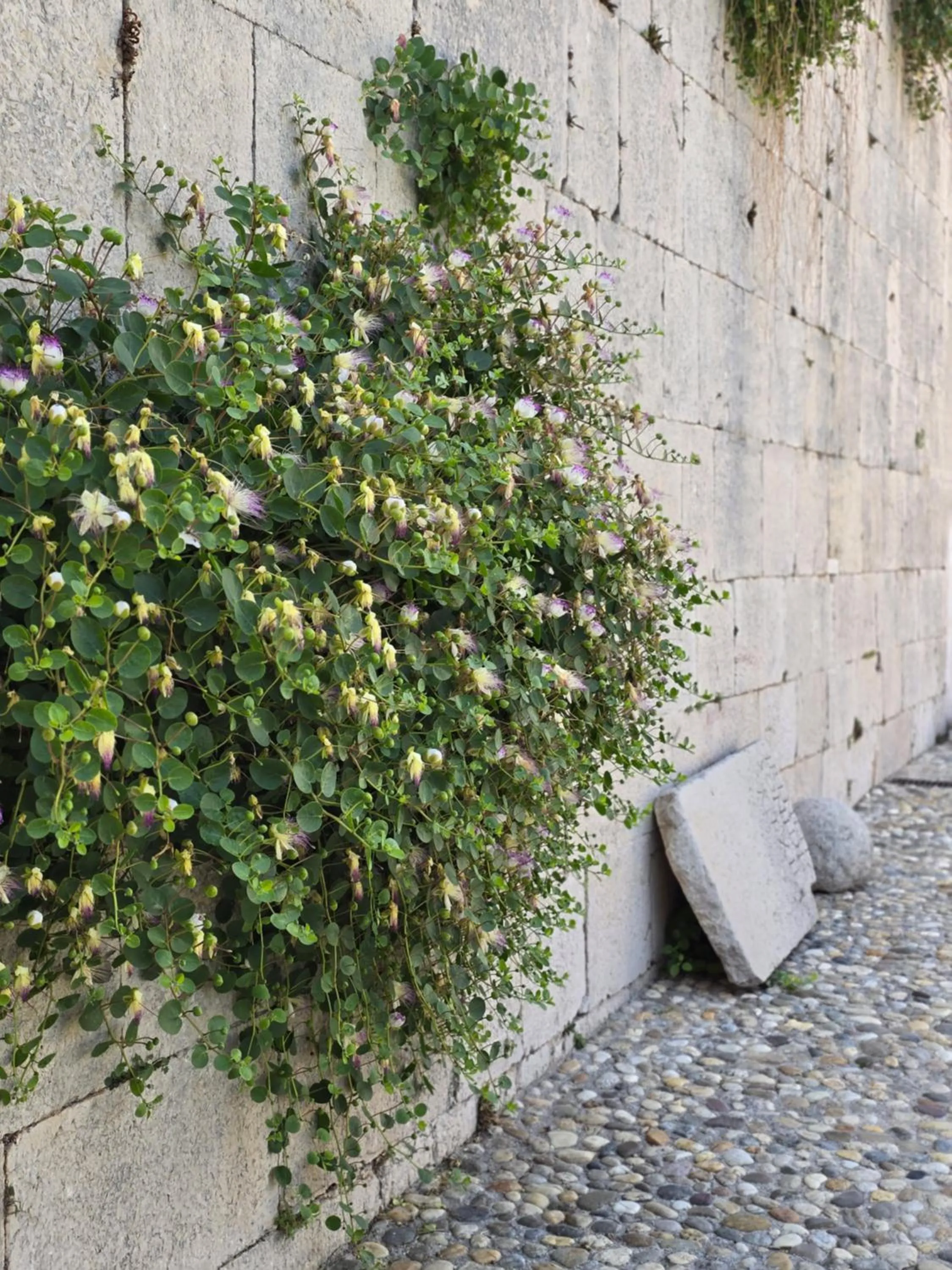 Heritage Hotel Maskovica Han