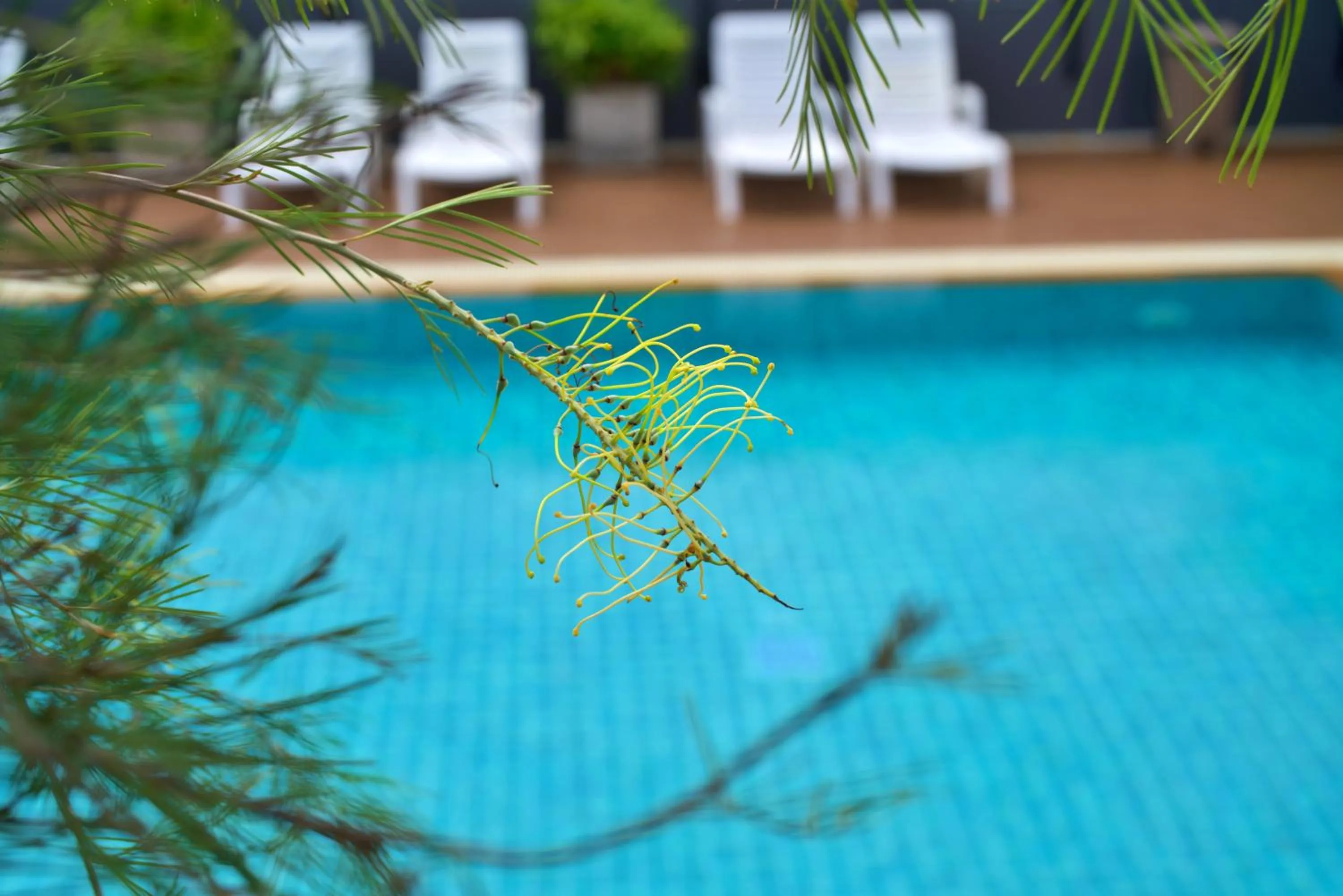 Swimming pool in Platinum Hotel and Apartments