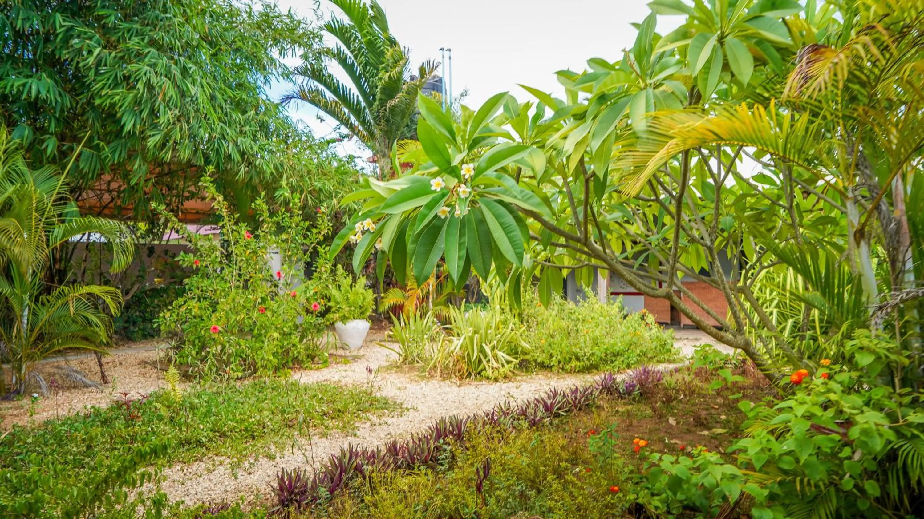 Garden in Nungwi House