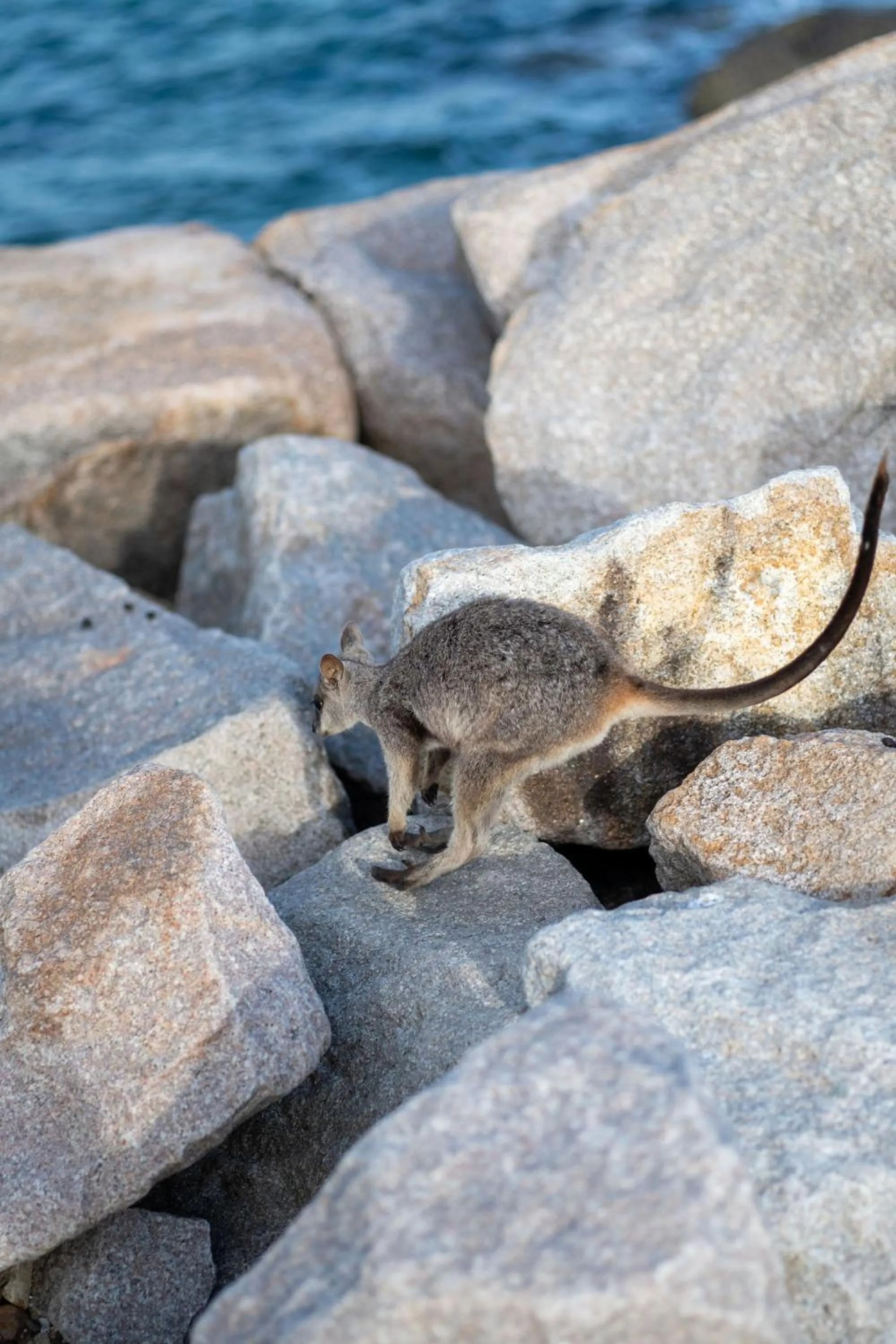 Natural landscape in Grand Mercure Apartments Magnetic Island