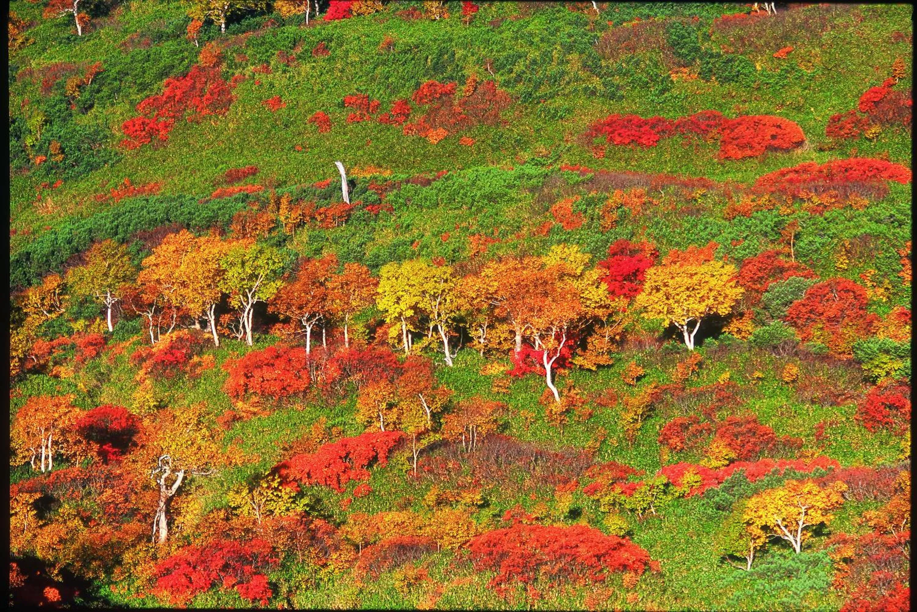 Day in La Vista Daisetsuzan