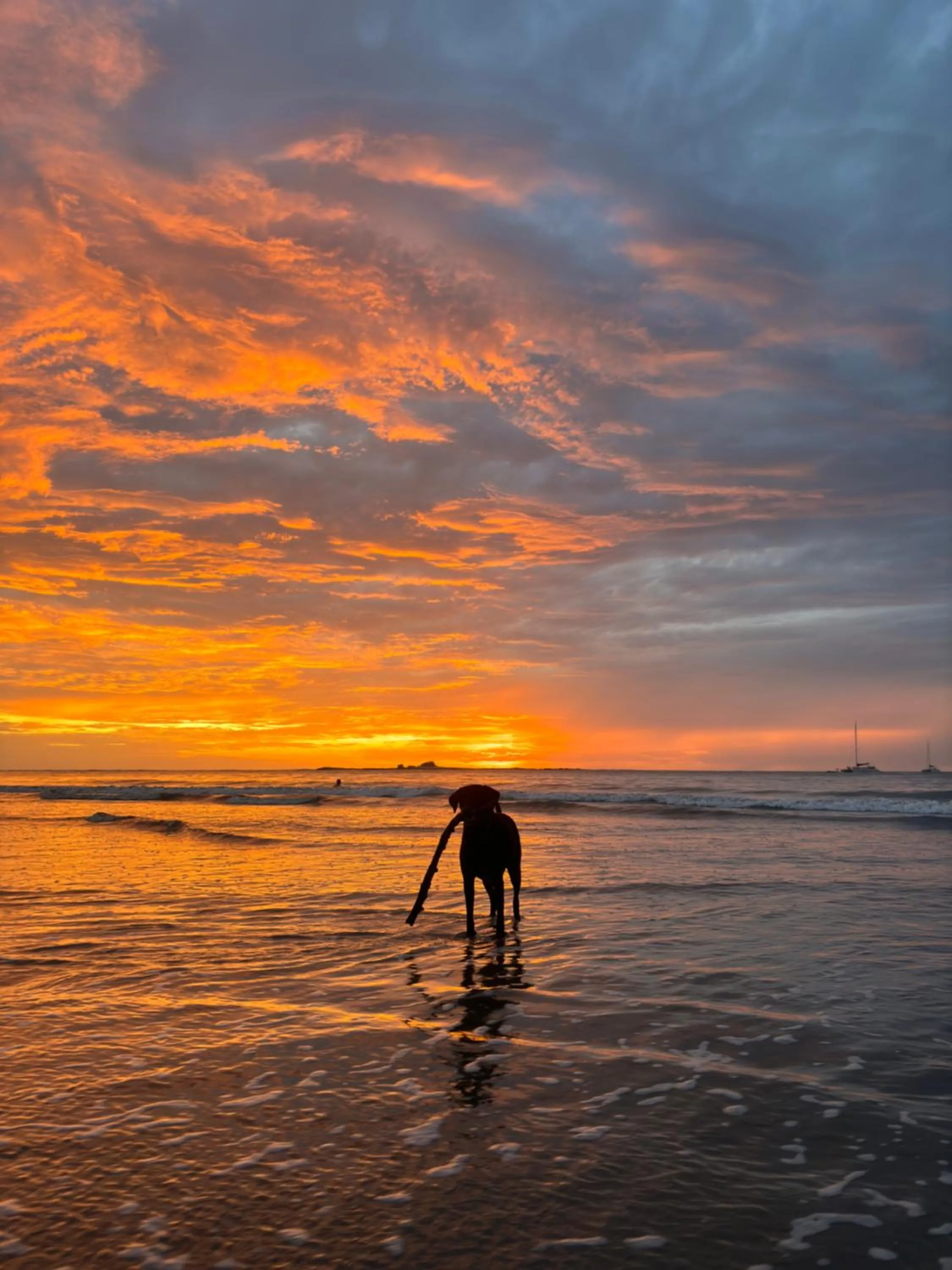 Tamarindo Backpackers